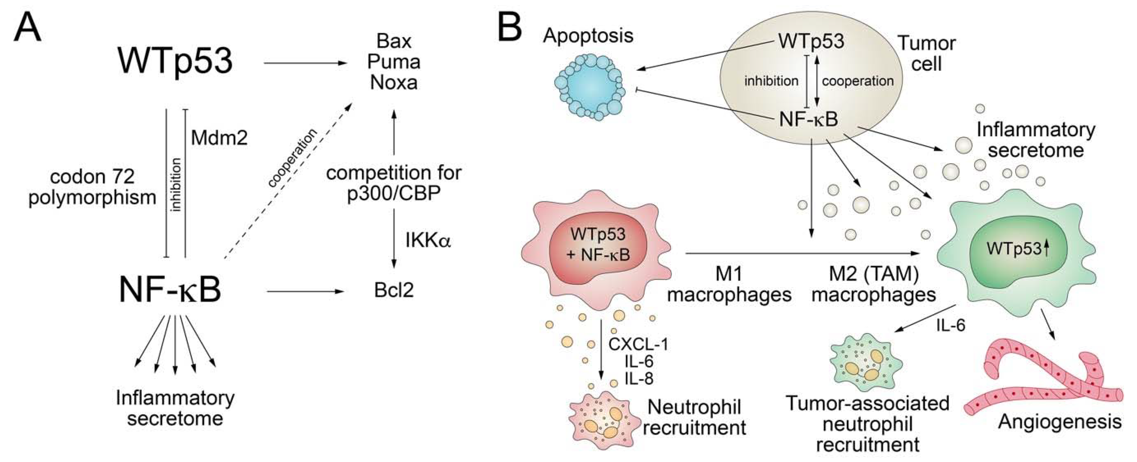 Biomolecules 10 00307 g003