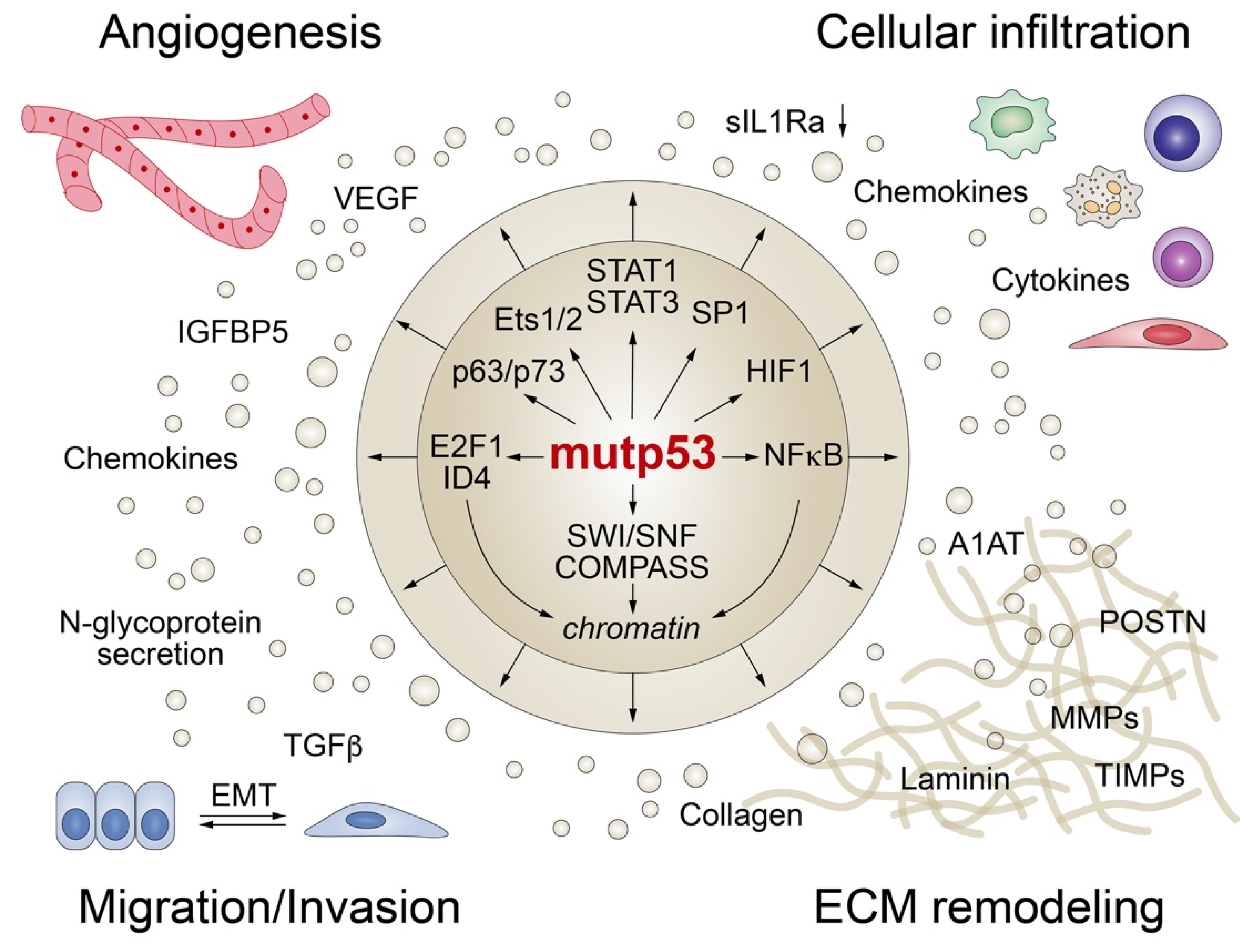 Biomolecules 10 00307 g004