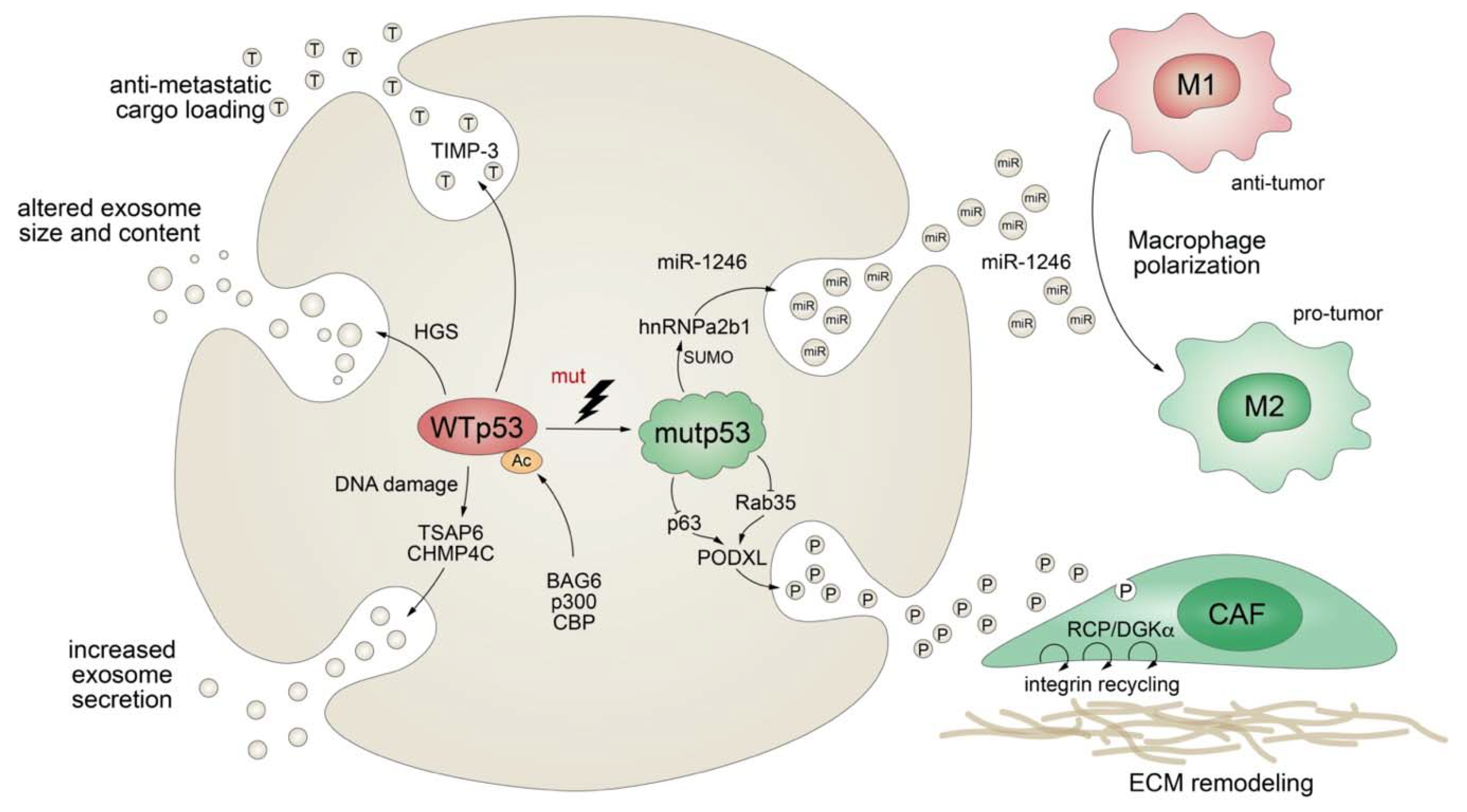 Biomolecules 10 00307 g005