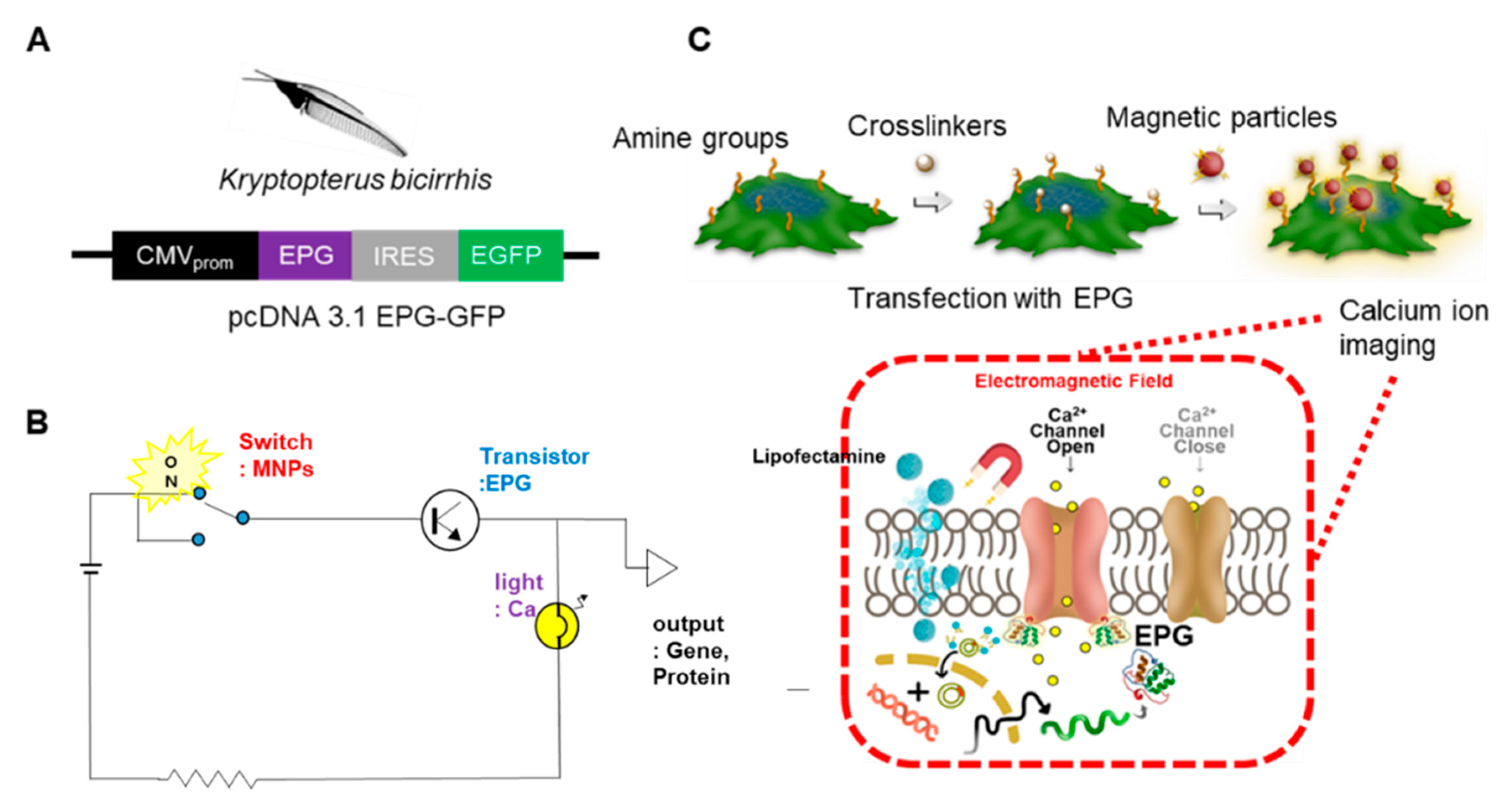Biomolecules 10 00308 g001