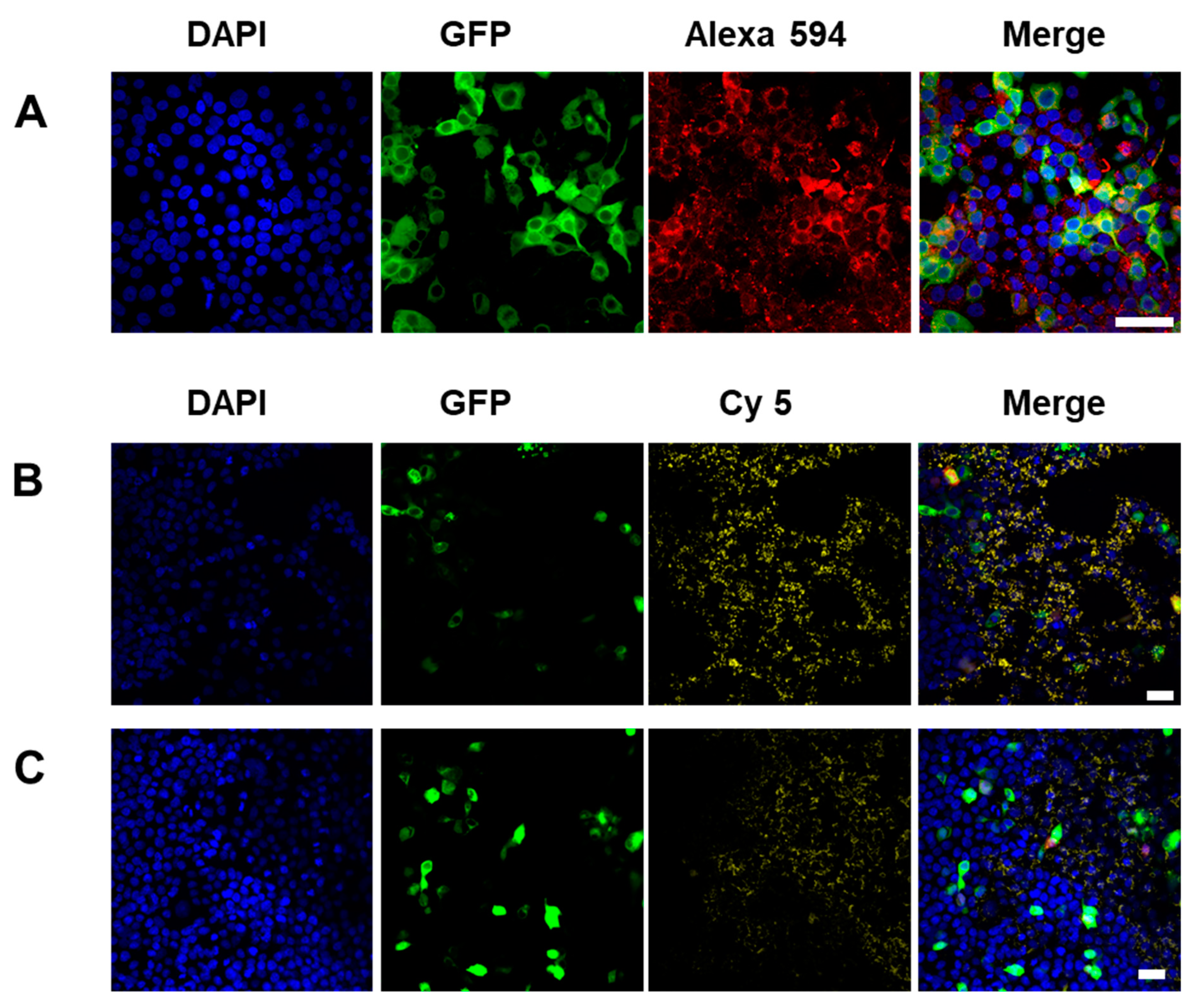 Biomolecules 10 00308 g003