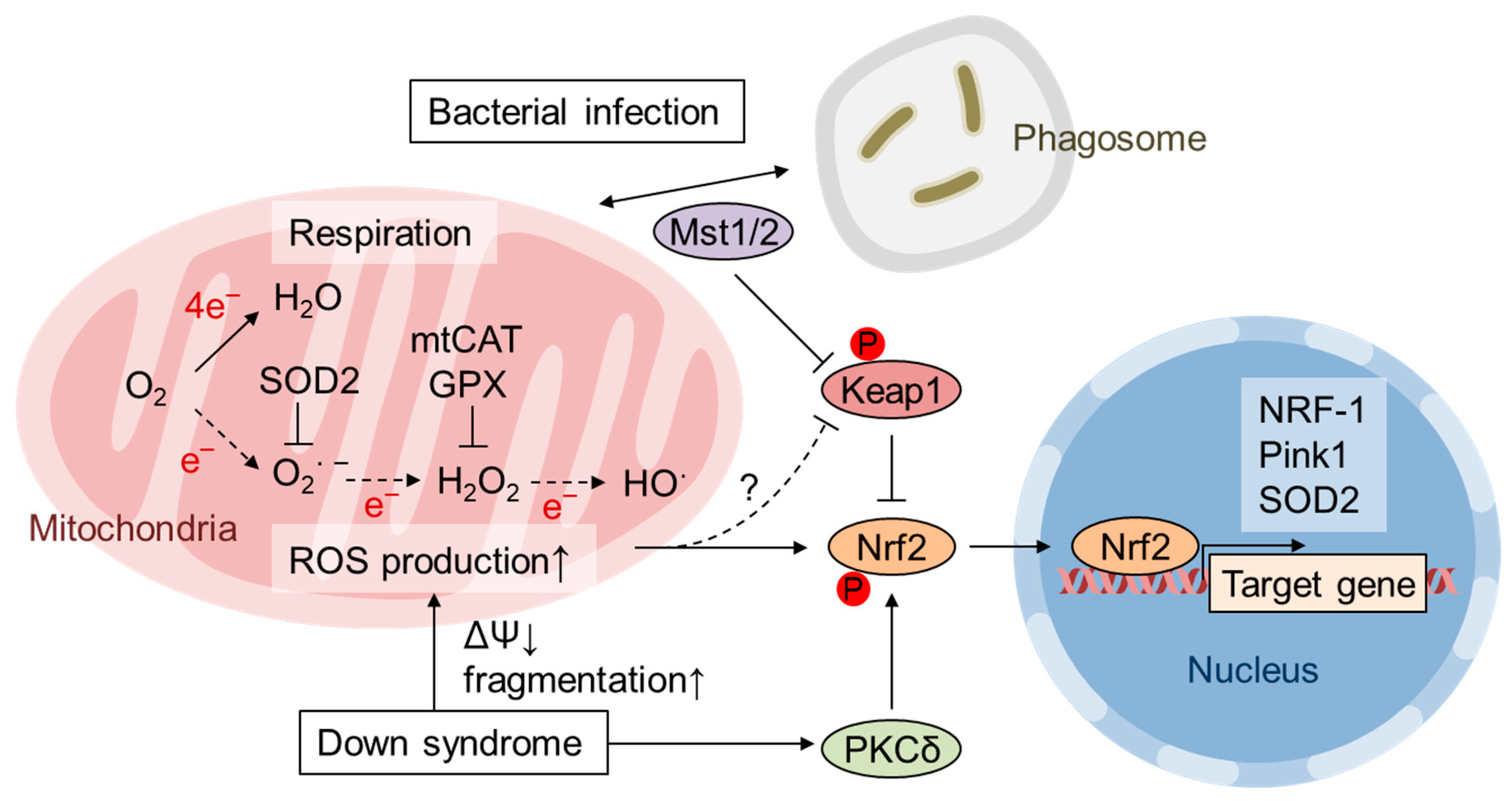 Biomolecules 10 00320 g001