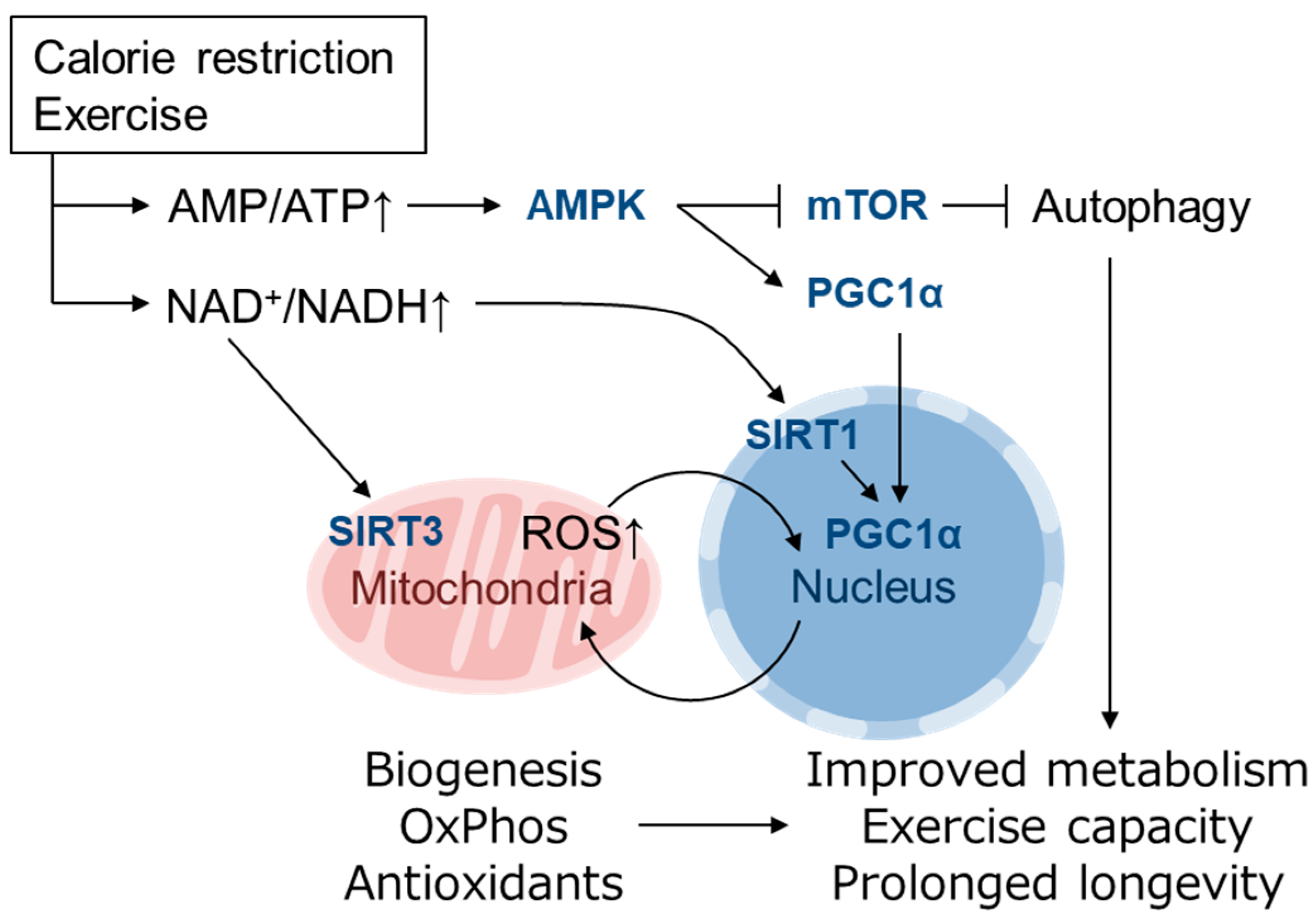 Biomolecules 10 00320 g002