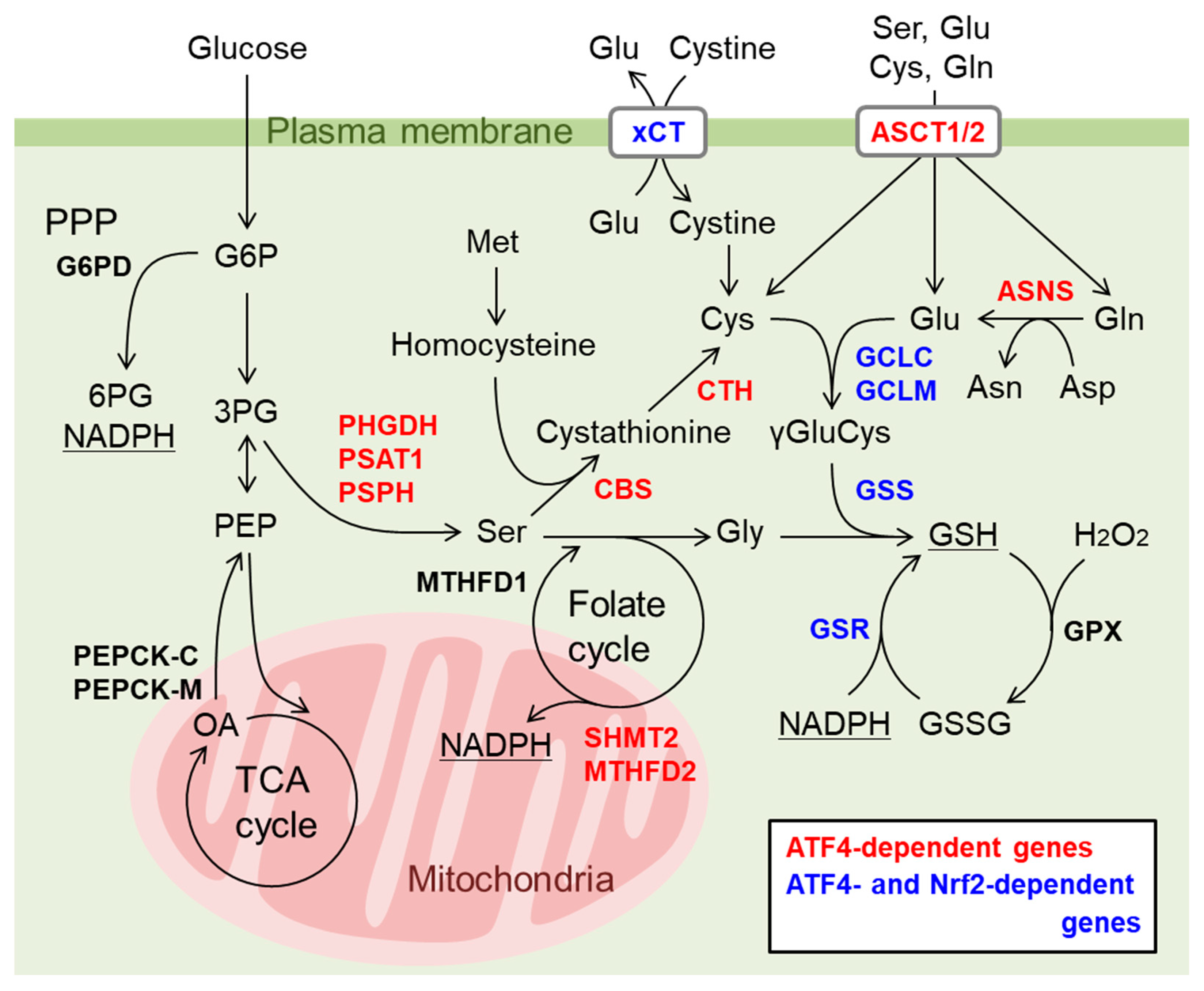 Biomolecules 10 00320 g006