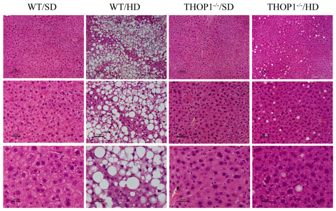 Biomolecules 10 00321 g011