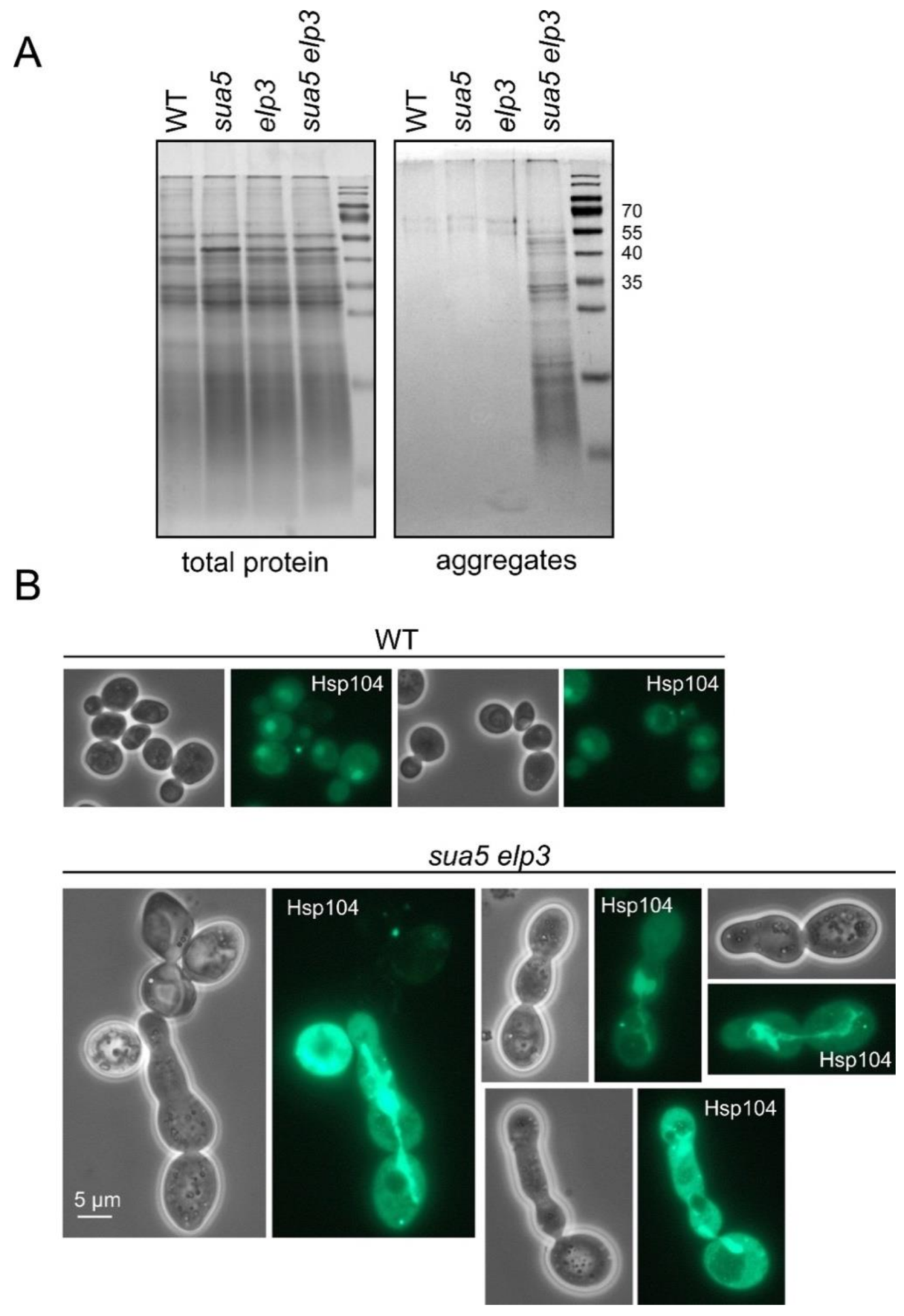 Biomolecules 10 00322 g004 Biomolecules 10 00322 g004