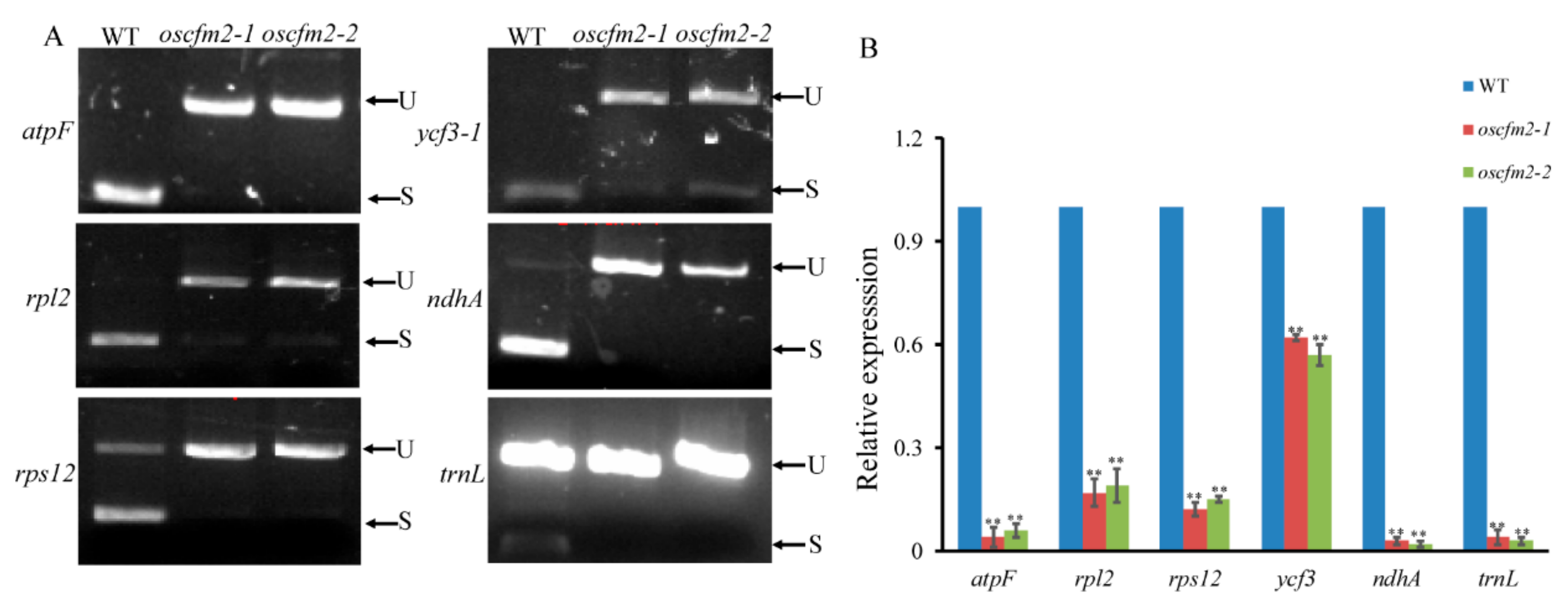 Biomolecules 10 00327 g008