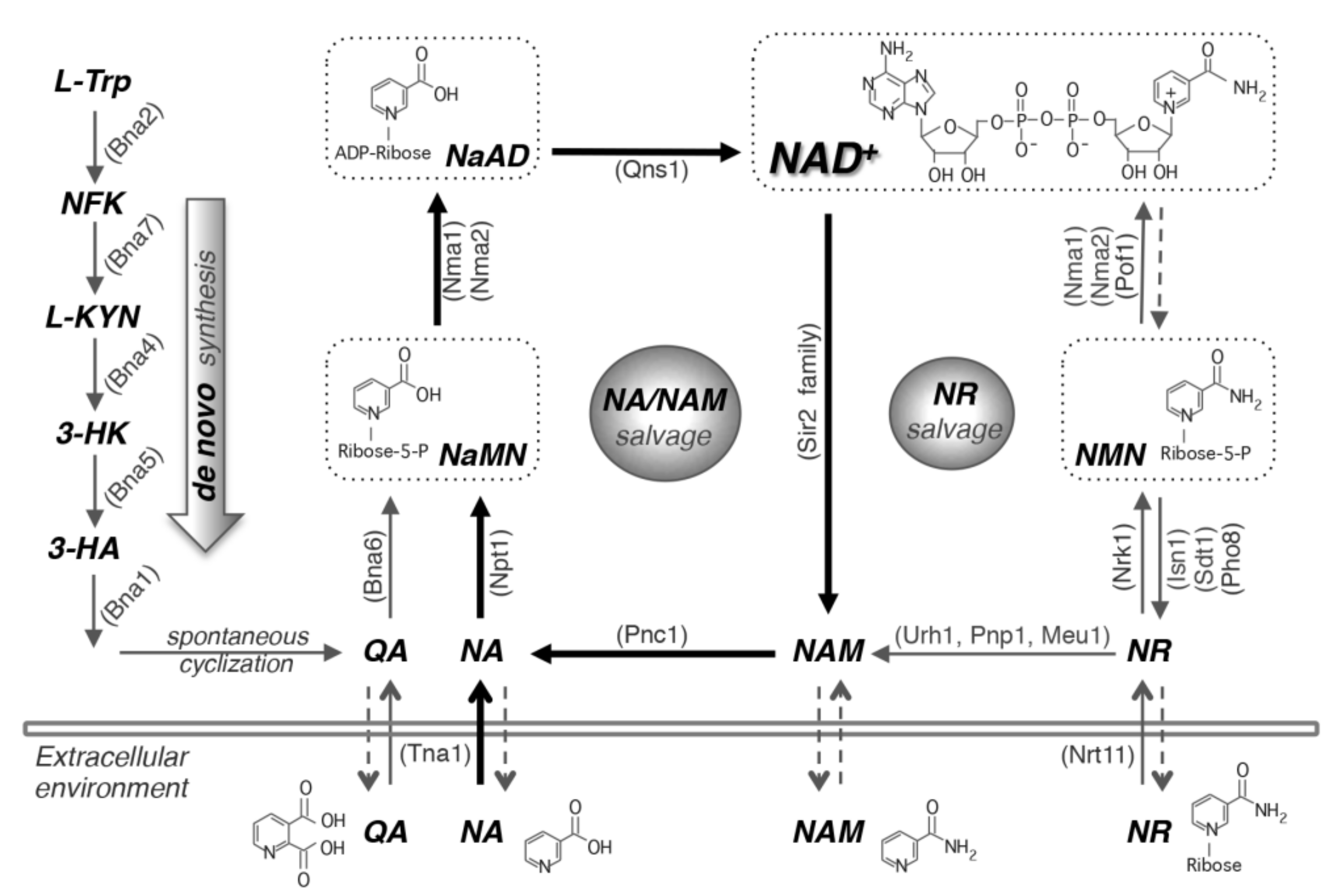 Biomolecules 10 00330 g001