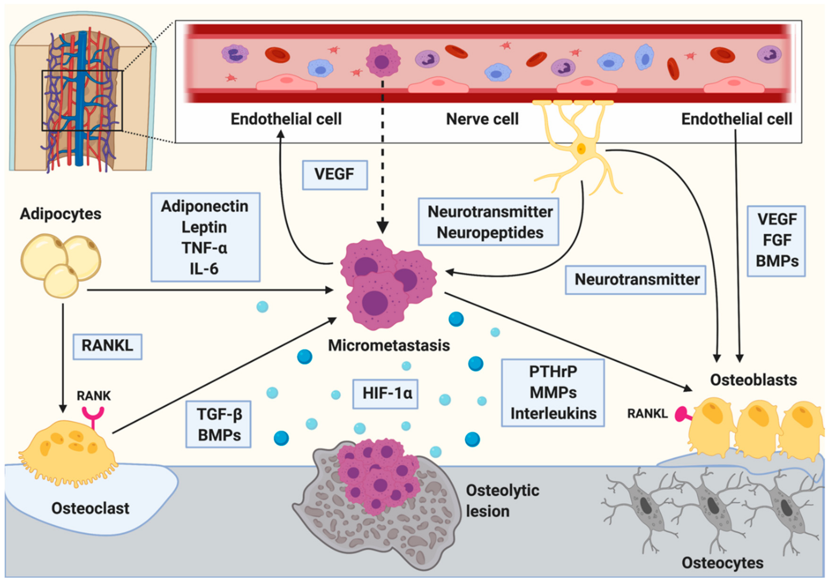 Biomolecules 10 00337 g001