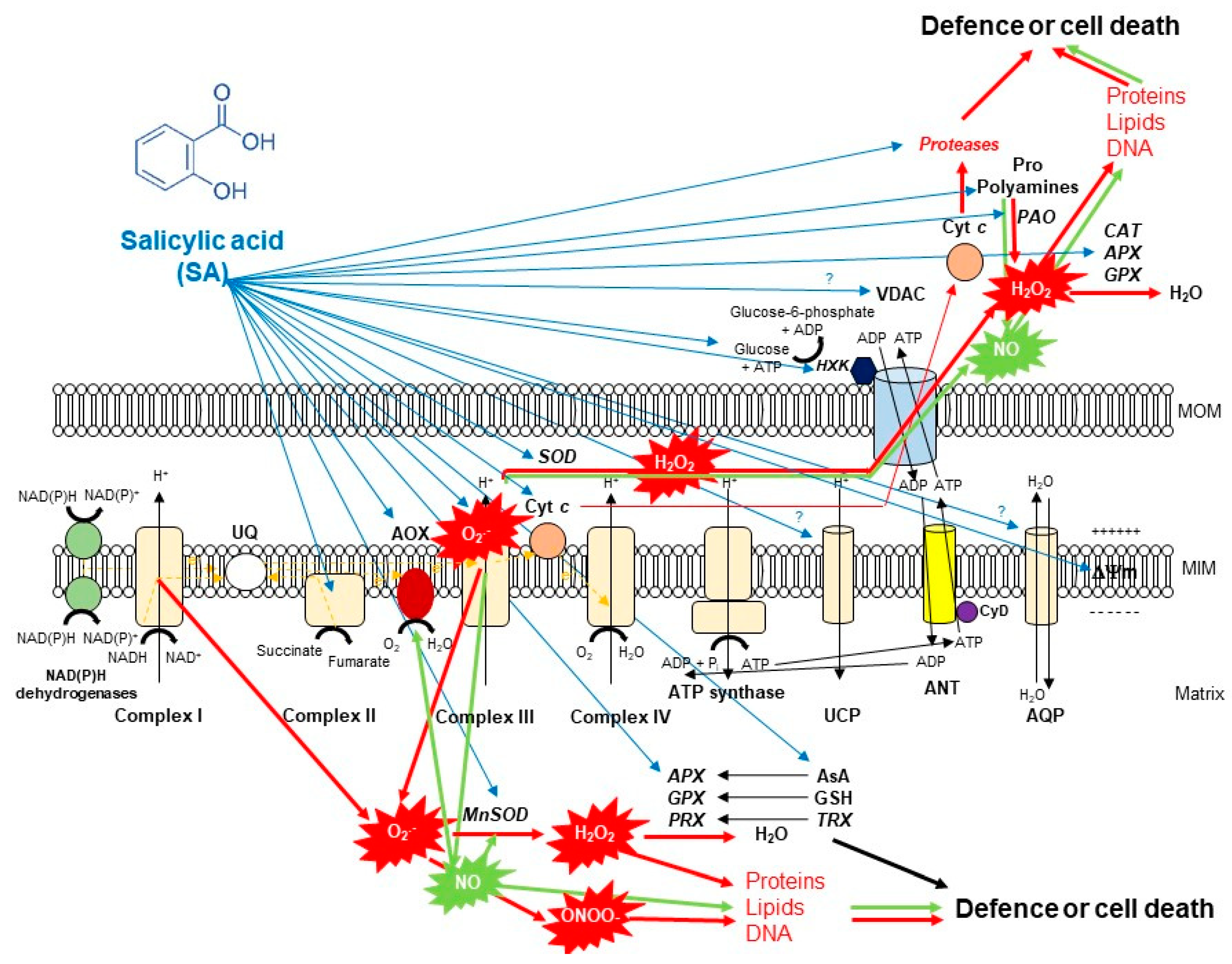Biomolecules 10 00341 g002 Biomolecules 10 00341 g002