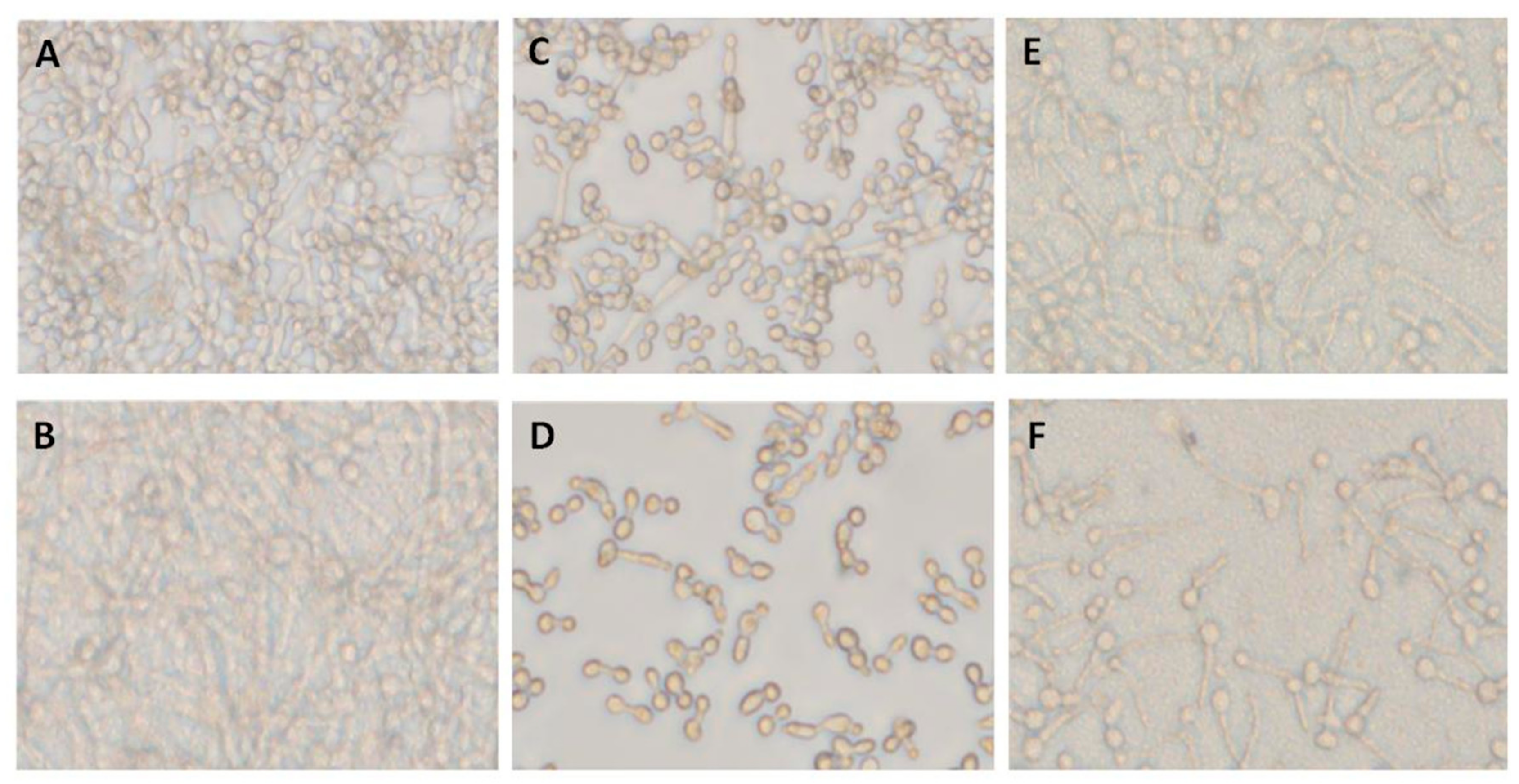 Biomolecules 10 00342 g002