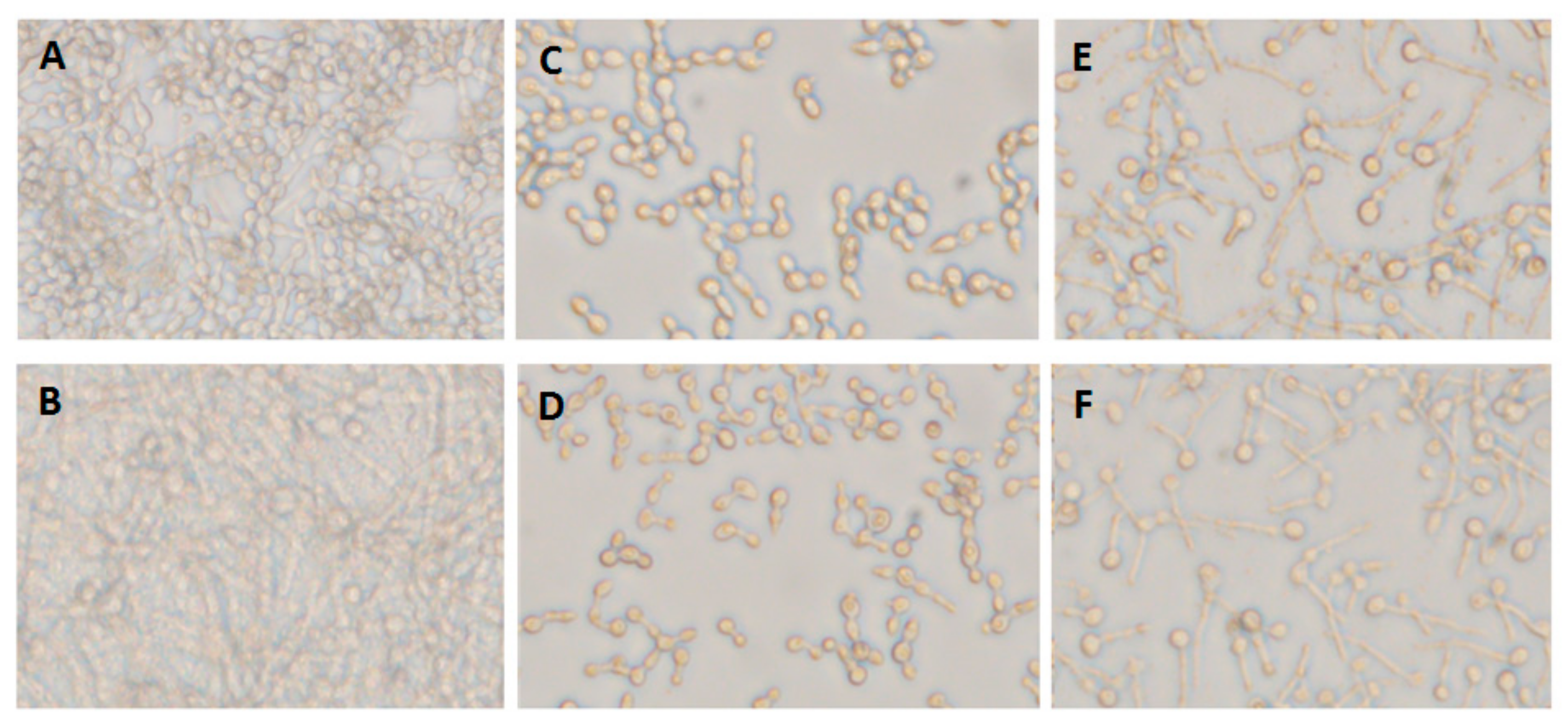Biomolecules 10 00342 g005