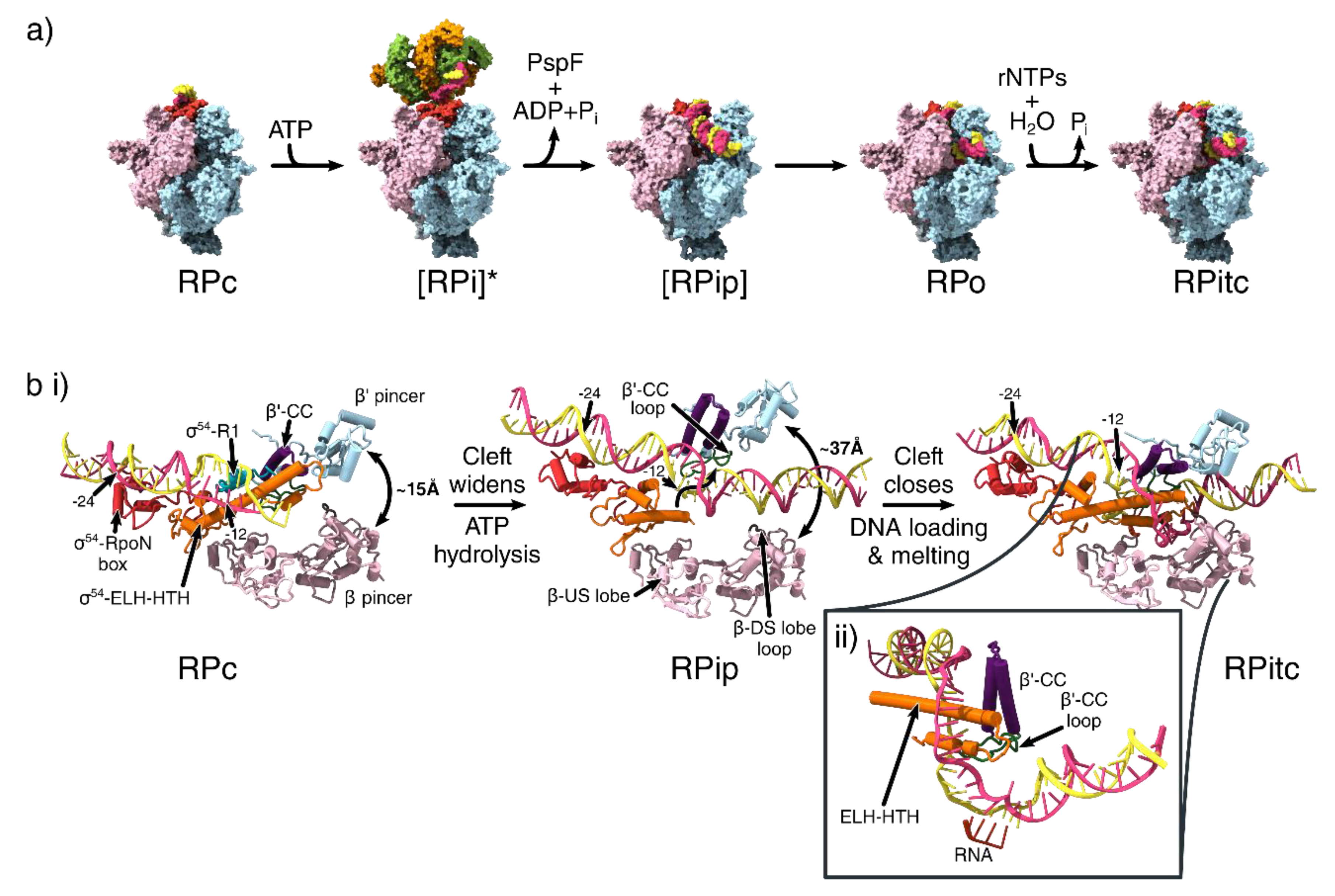 Biomolecules 10 00351 g004