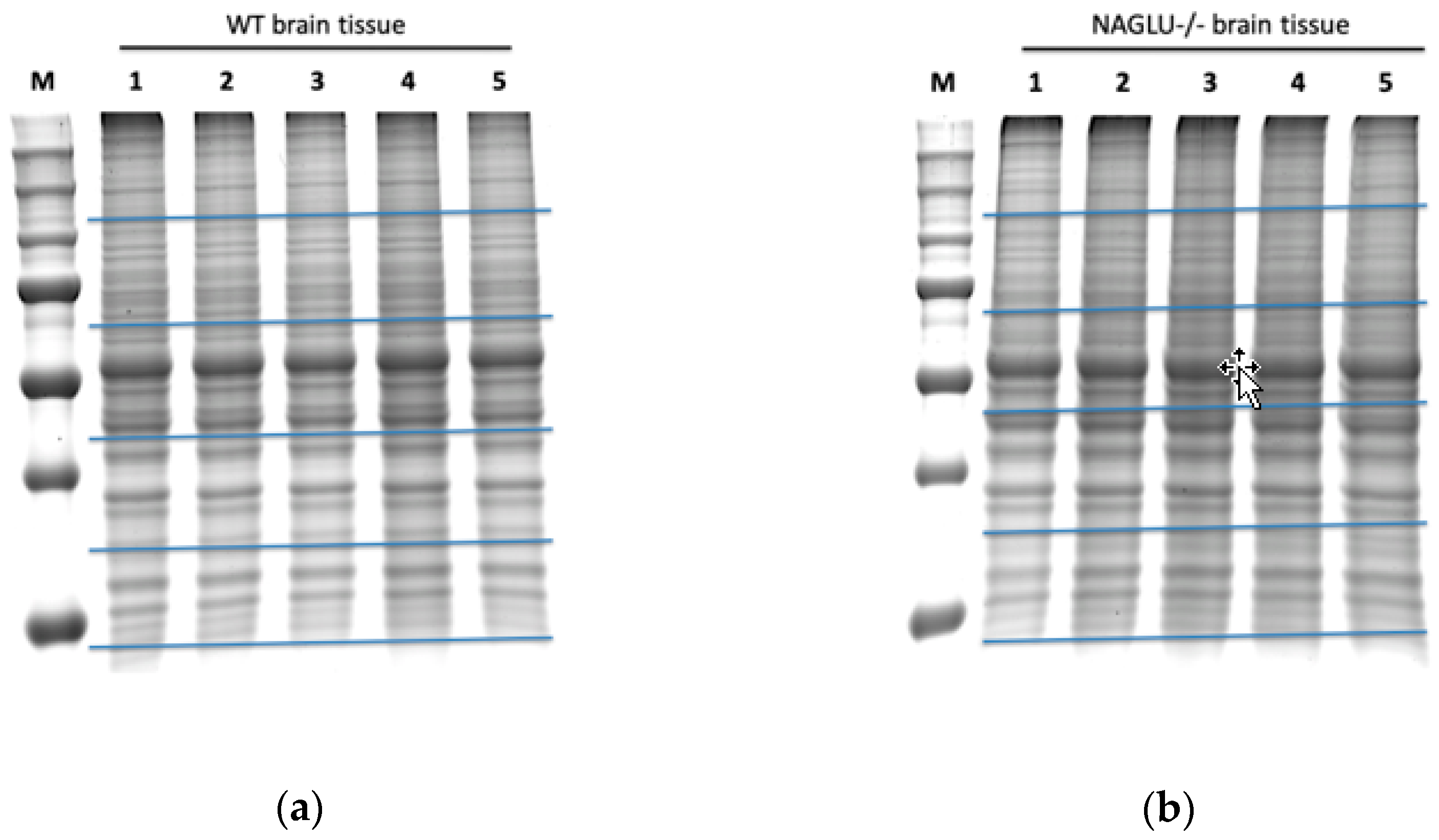 Biomolecules 10 00355 g001 Biomolecules 10 00355 g001