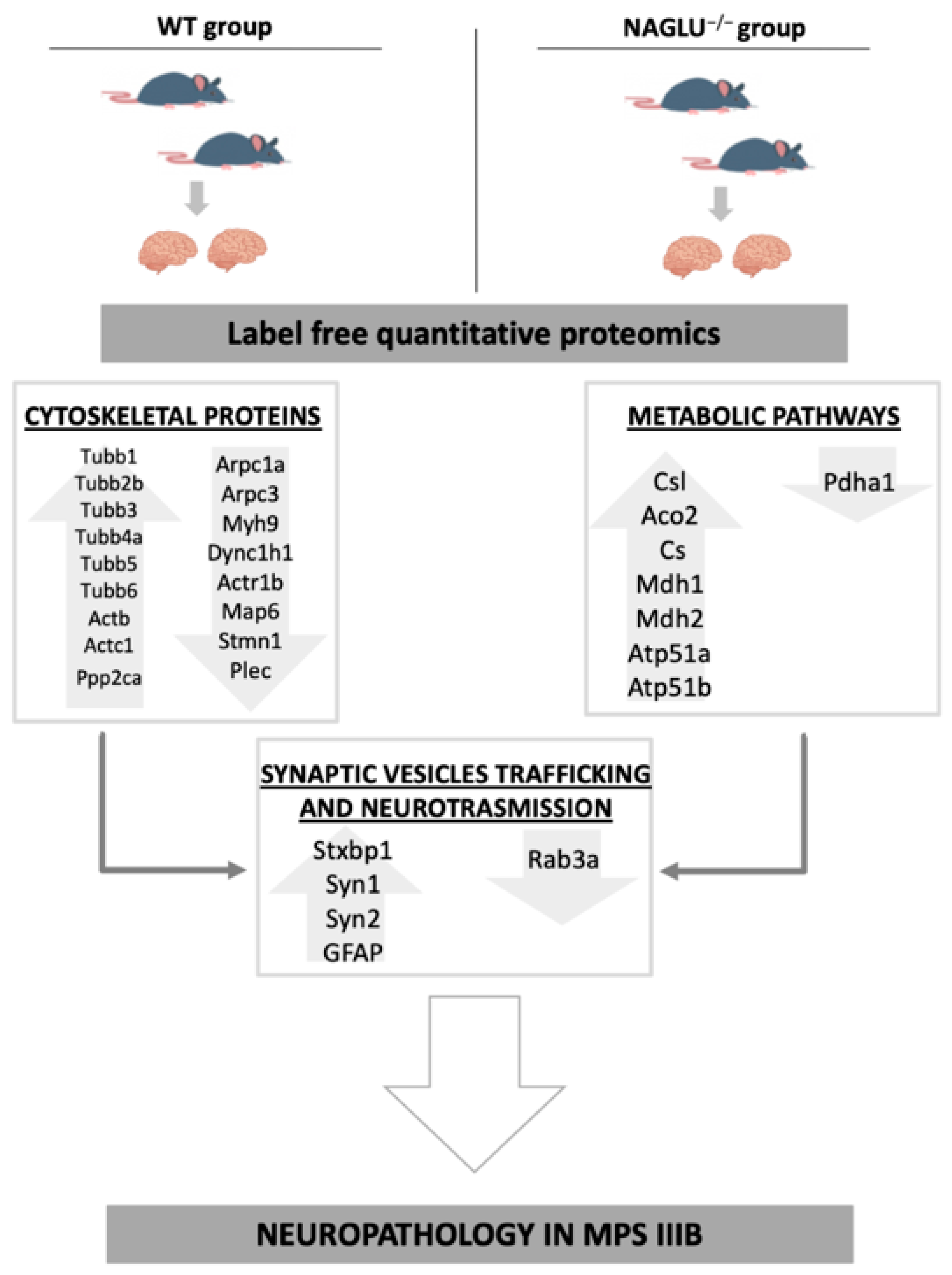 Biomolecules 10 00355 g007 Biomolecules 10 00355 g007