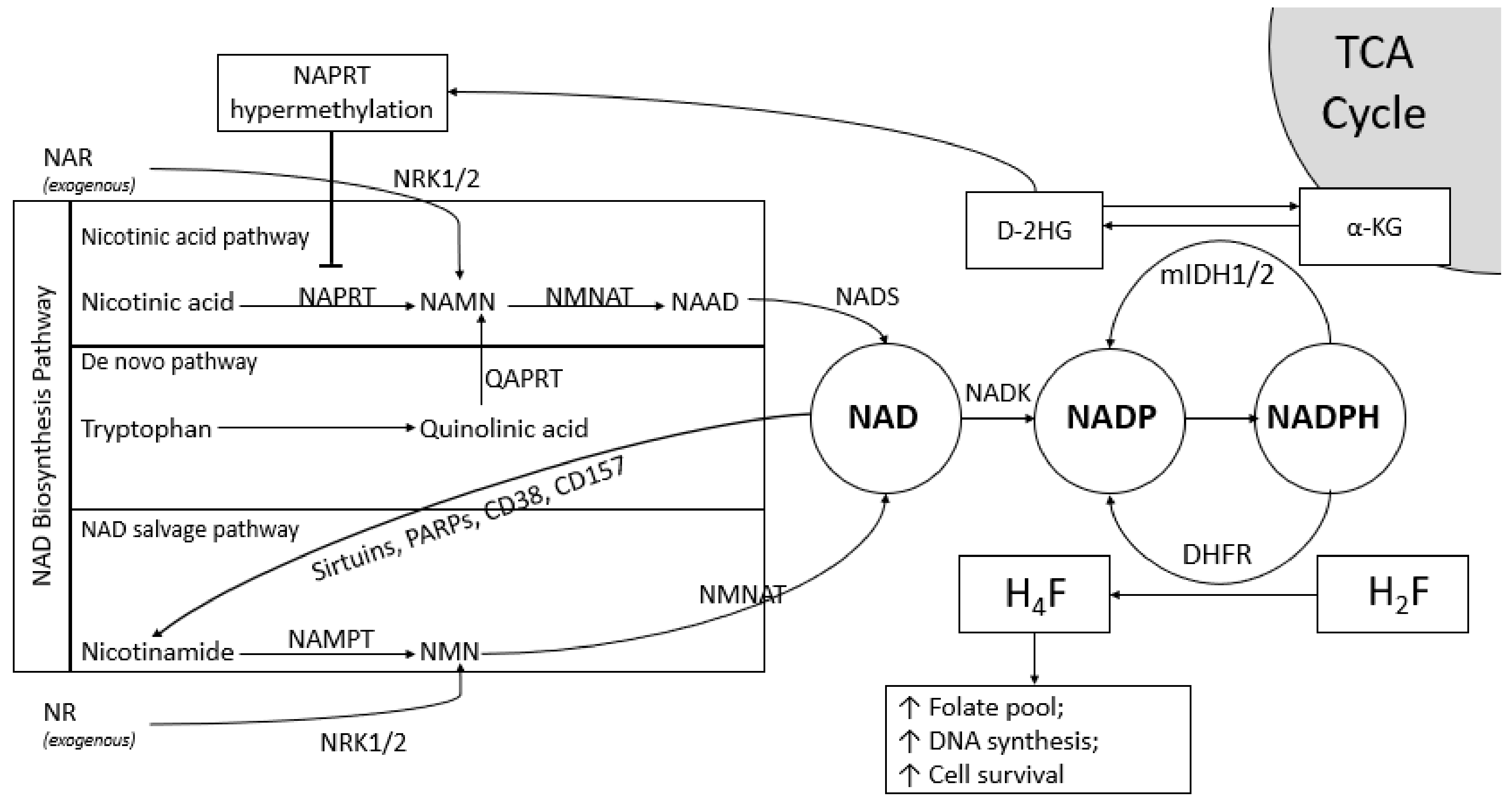 Biomolecules 10 00358 g001
