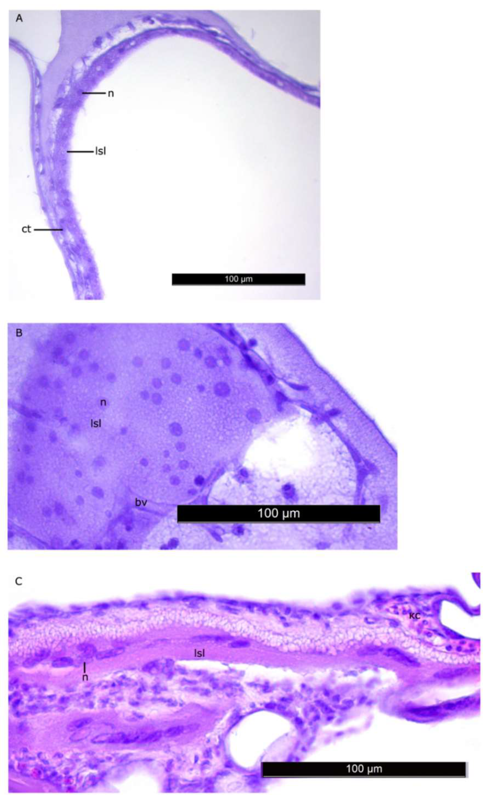 Biomolecules 10 00368 g005 Biomolecules 10 00368 g005