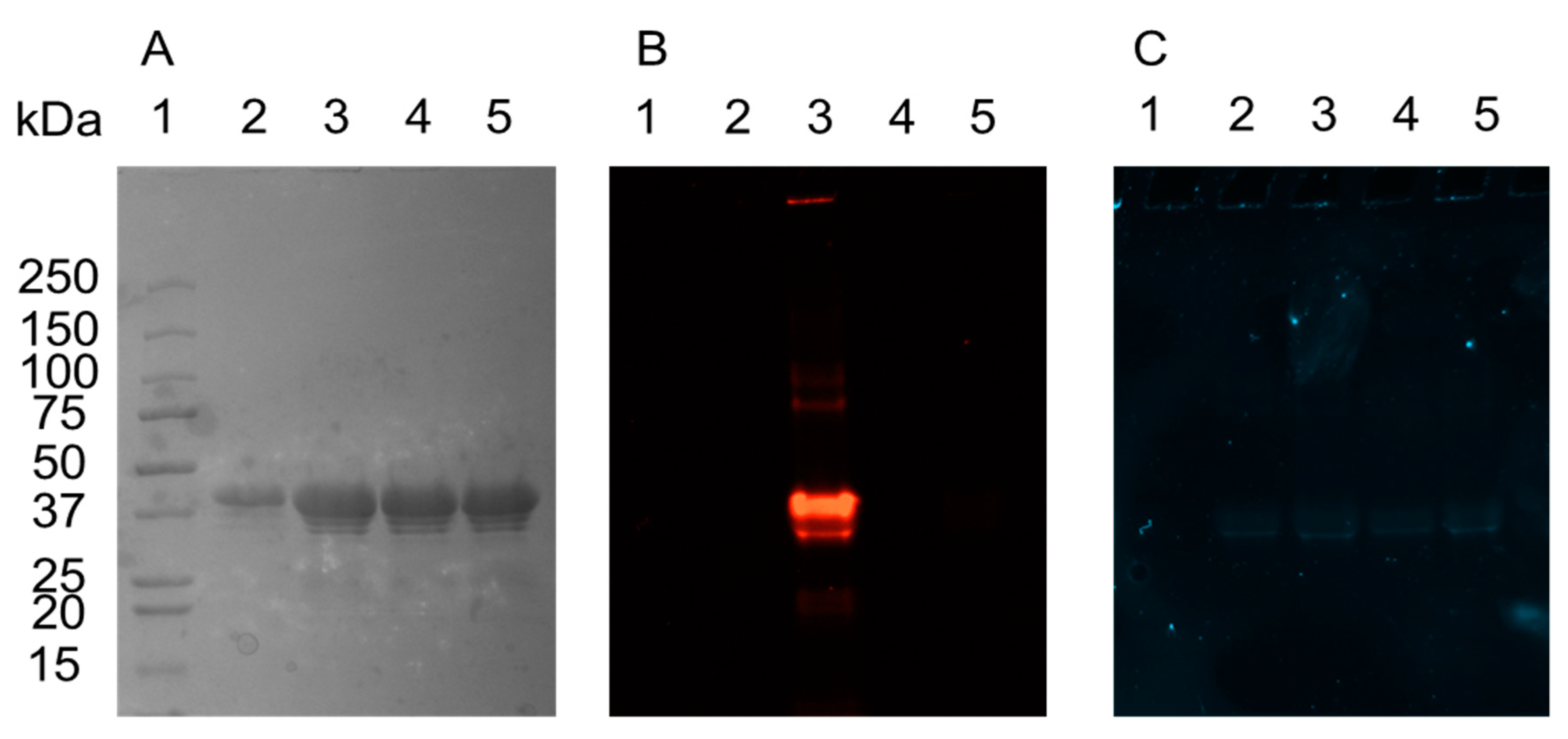 Biomolecules 10 00369 g002