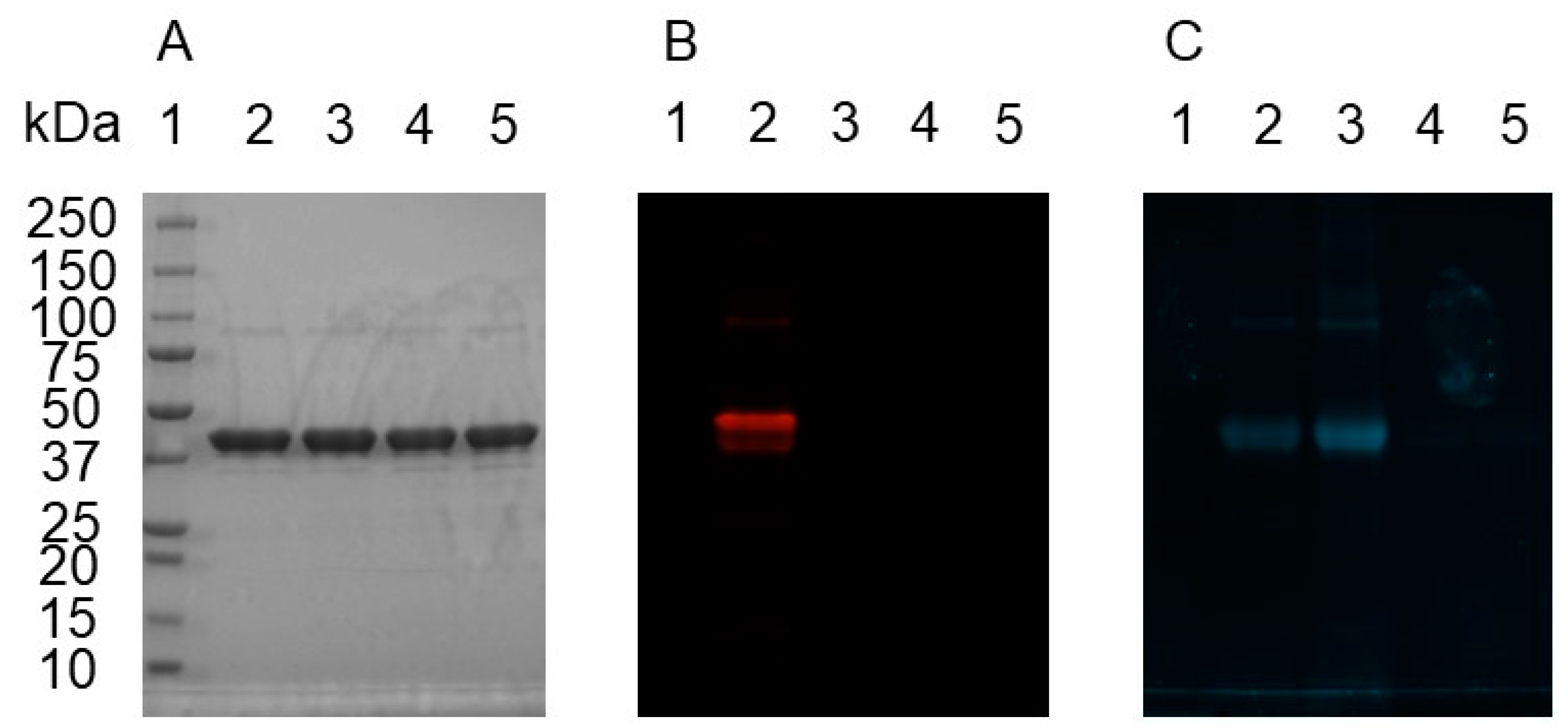Biomolecules 10 00369 g005