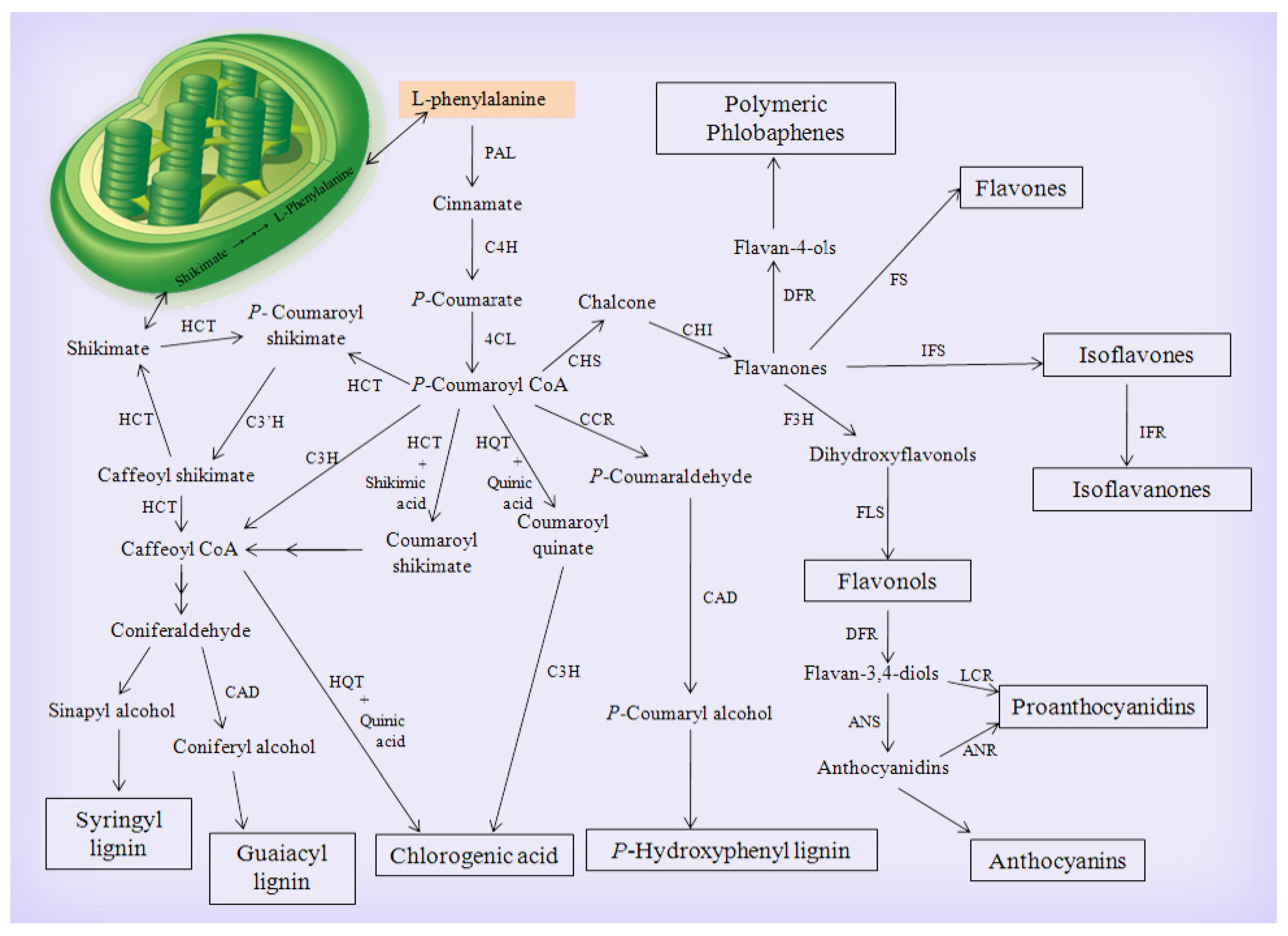 Biomolecules 10 00379 g001 Biomolecules 10 00379 g001