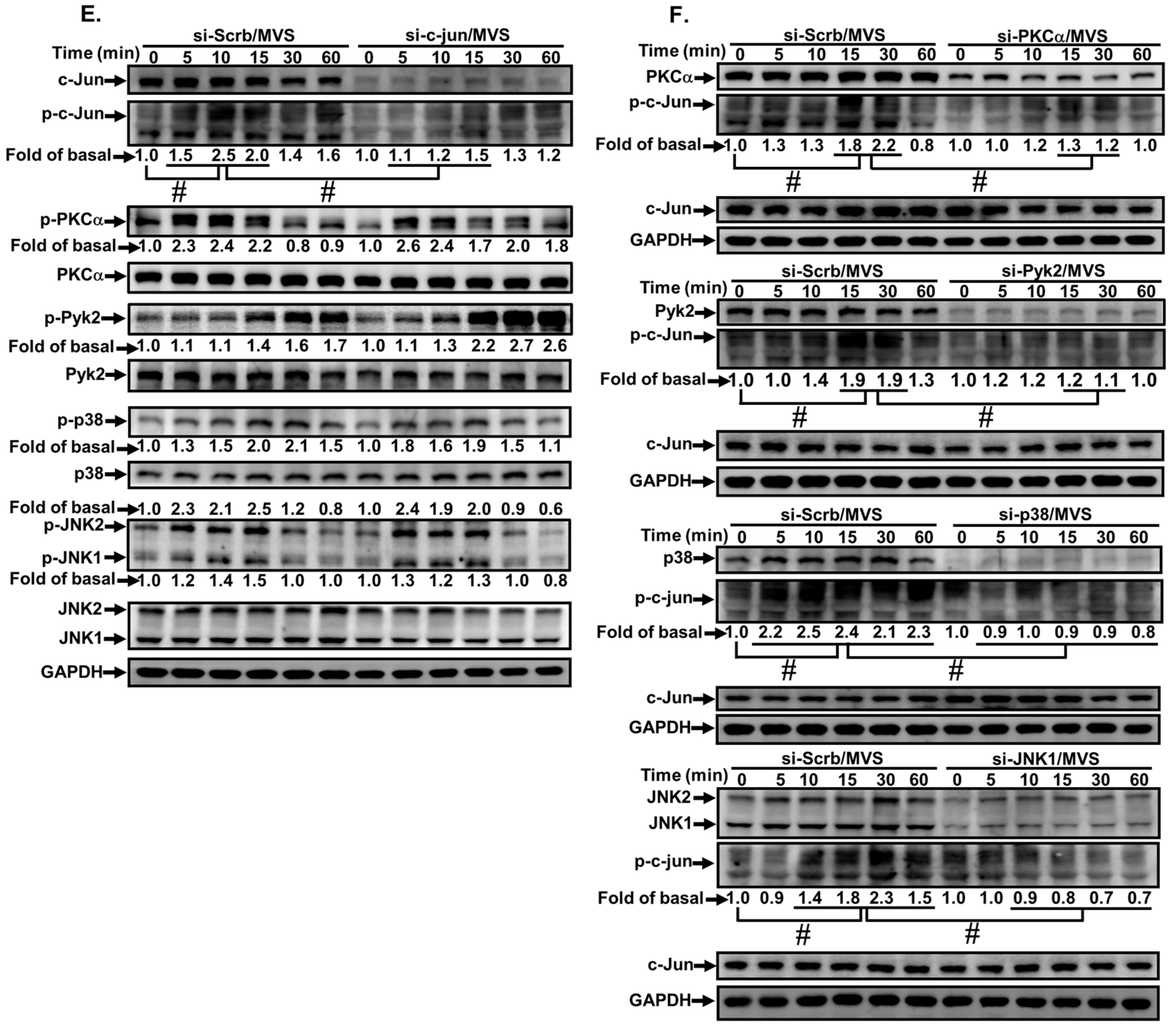 Biomolecules 10 00381 g006b Biomolecules 10 00381 g006b
