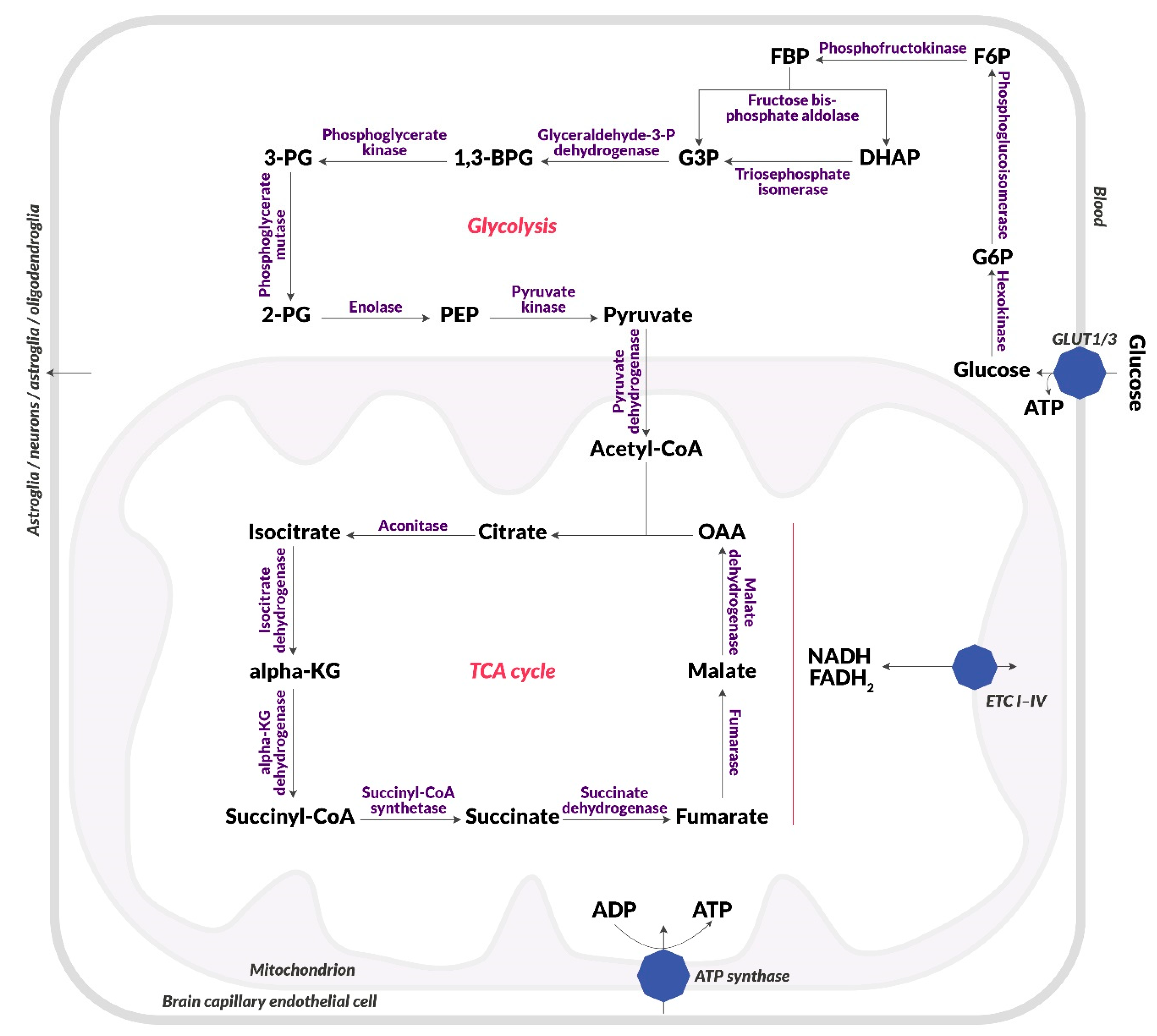 Biomolecules 10 00384 g001