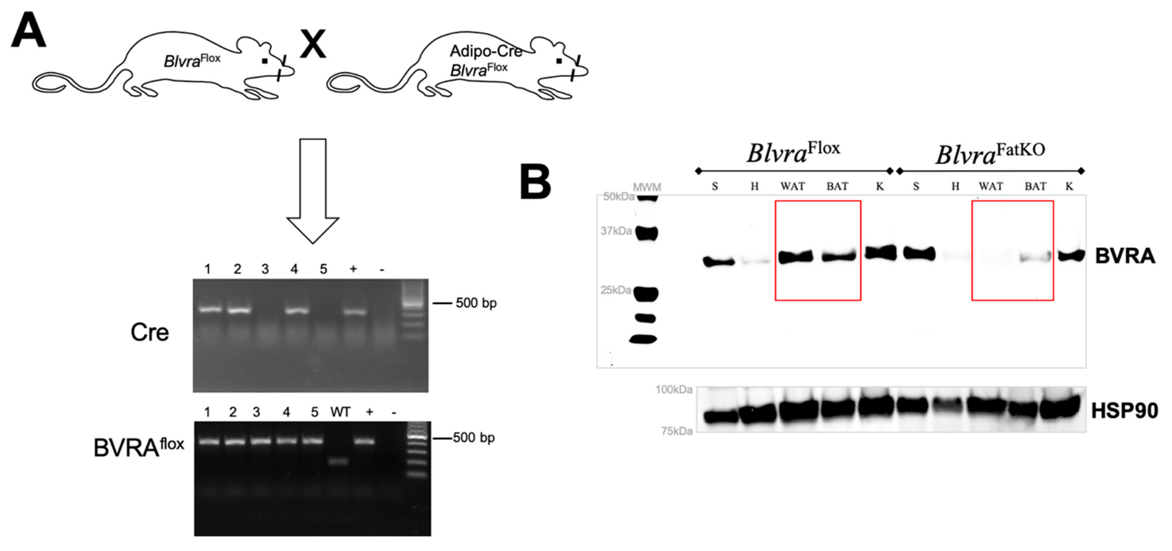 Biomolecules 10 00387 g001