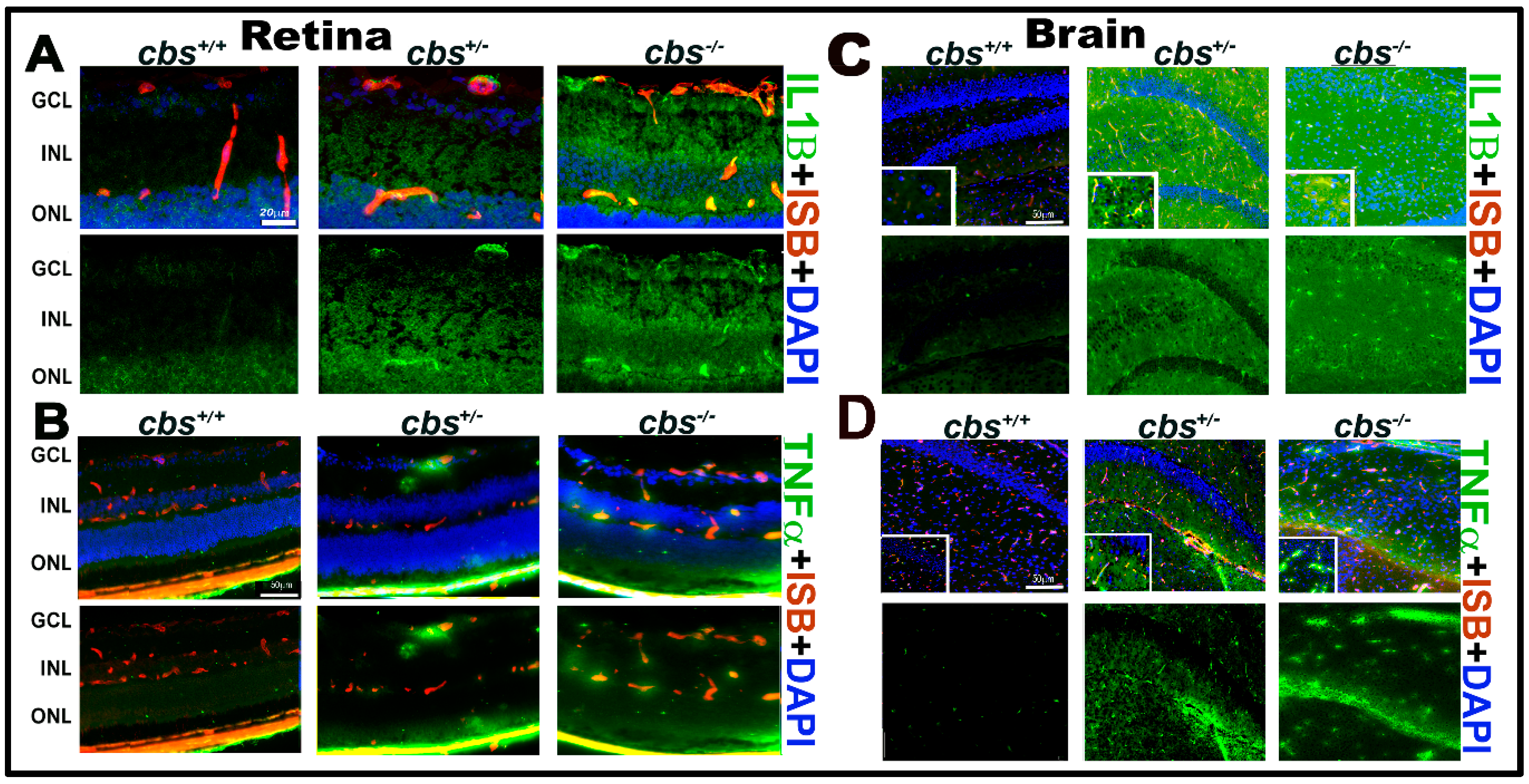 Biomolecules 10 00393 g003