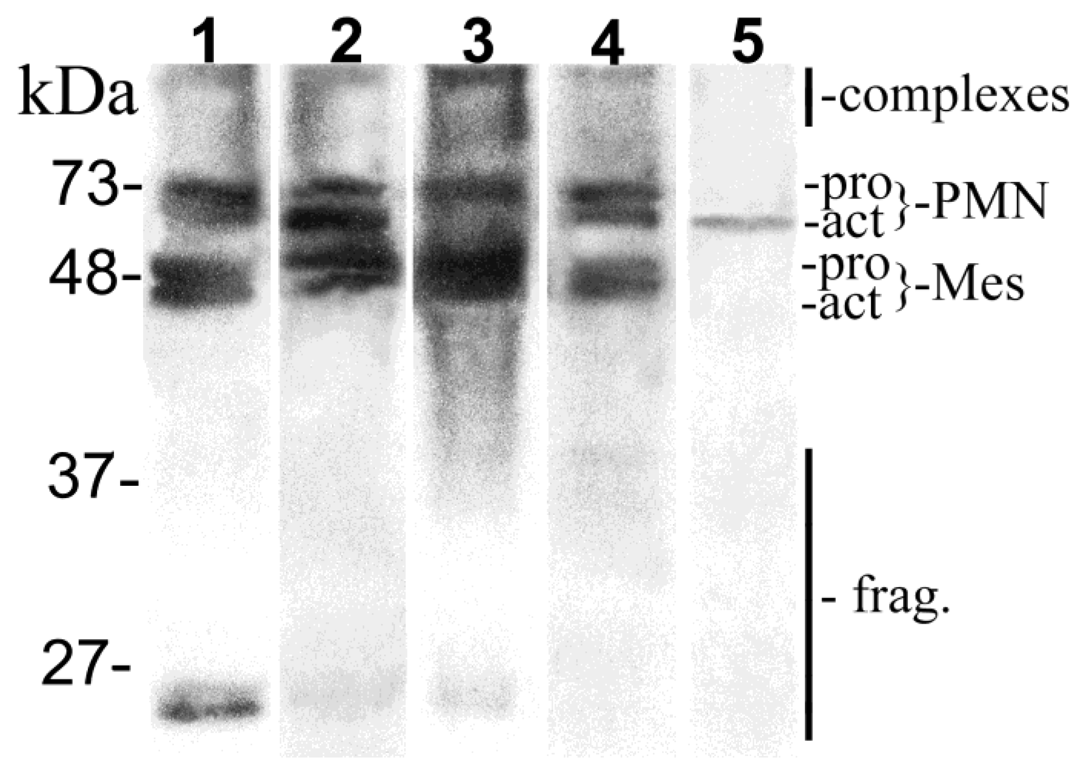 Biomolecules 10 00395 g001 Biomolecules 10 00395 g001