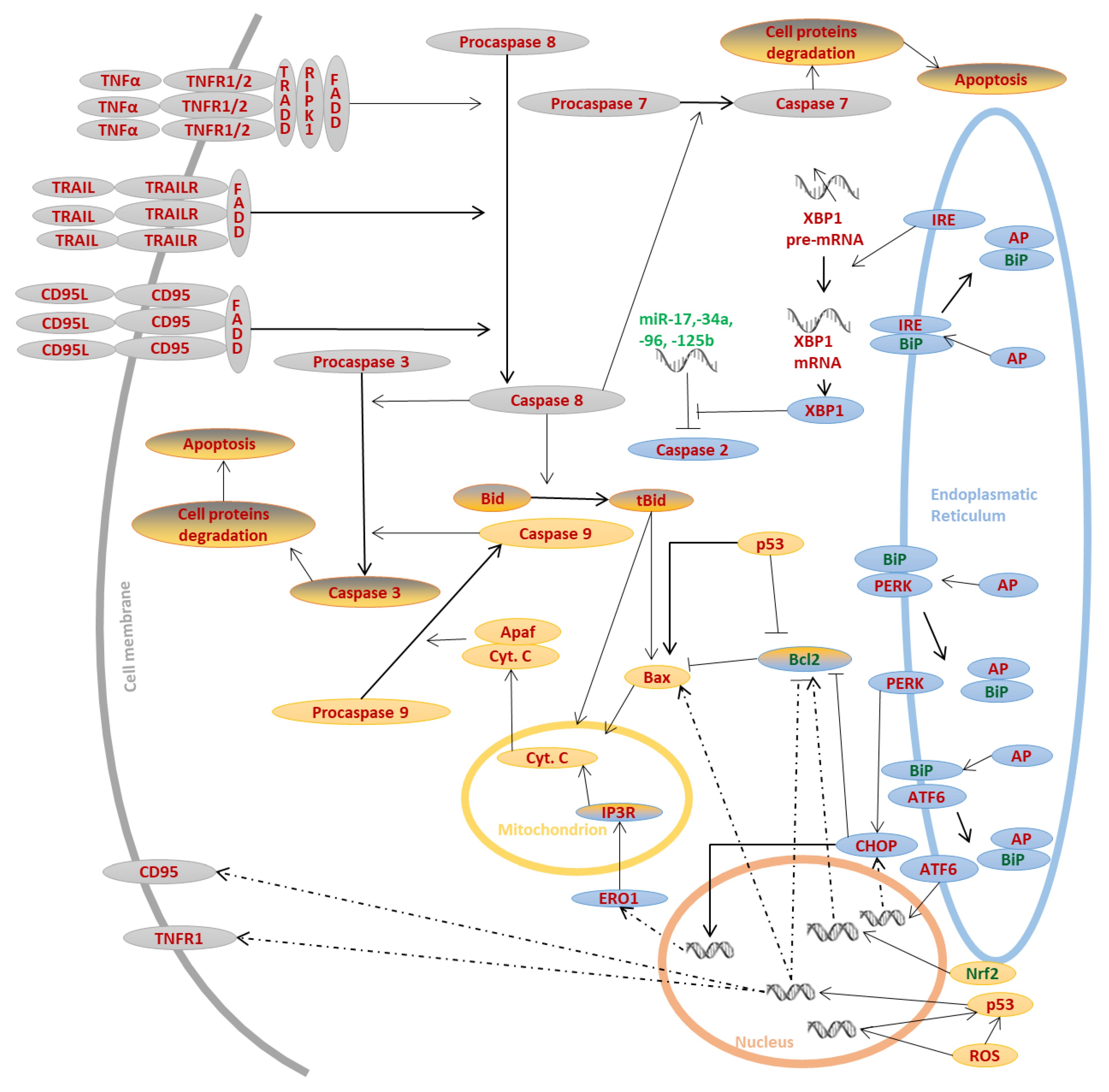 Biomolecules 10 00402 g001