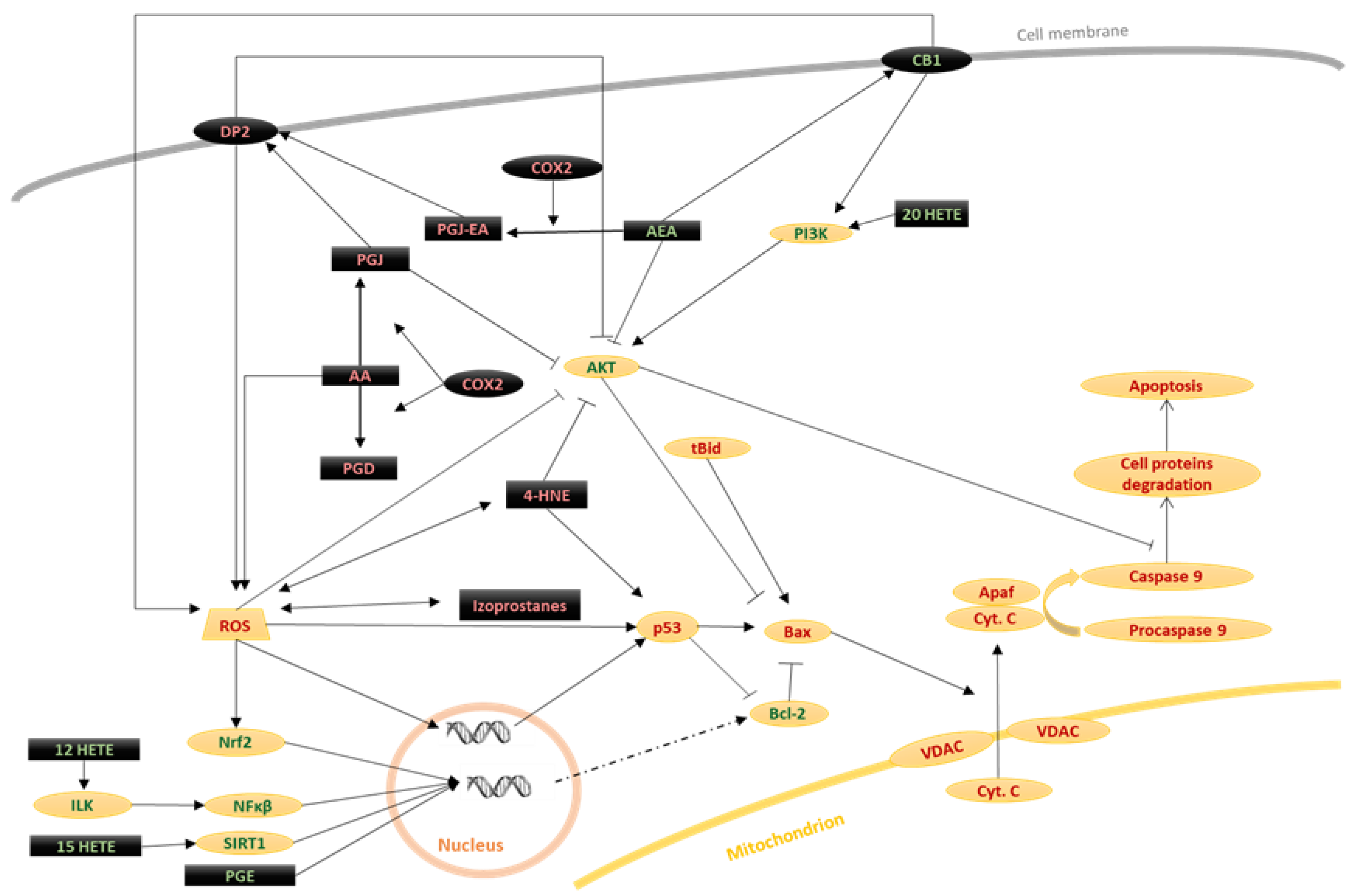 Biomolecules 10 00402 g003