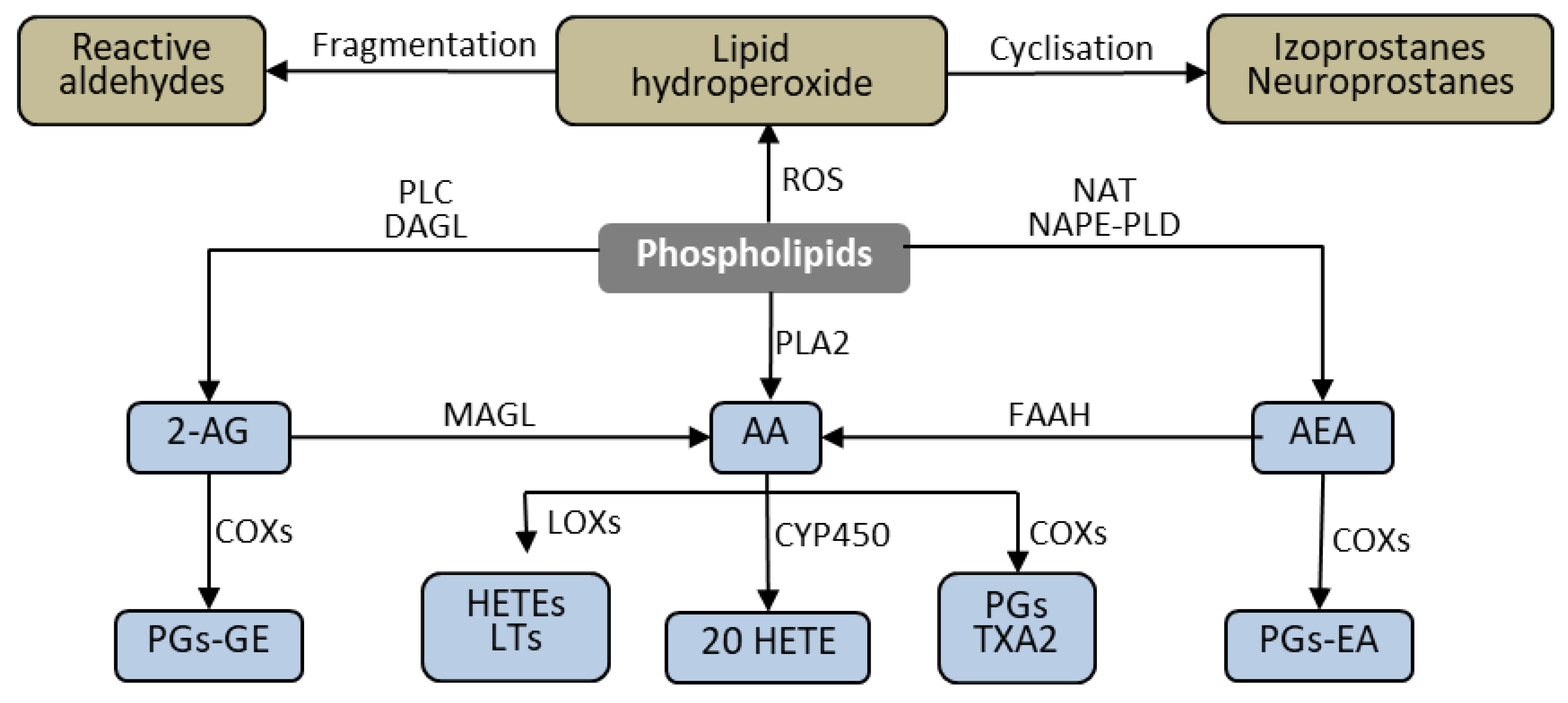 Biomolecules 10 00402 g005