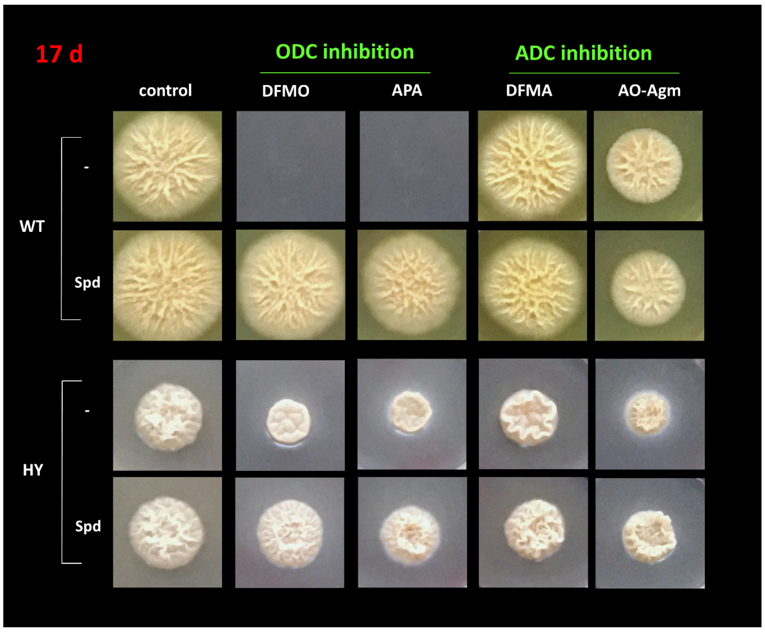 Biomolecules 10 00406 g006 Biomolecules 10 00406 g006