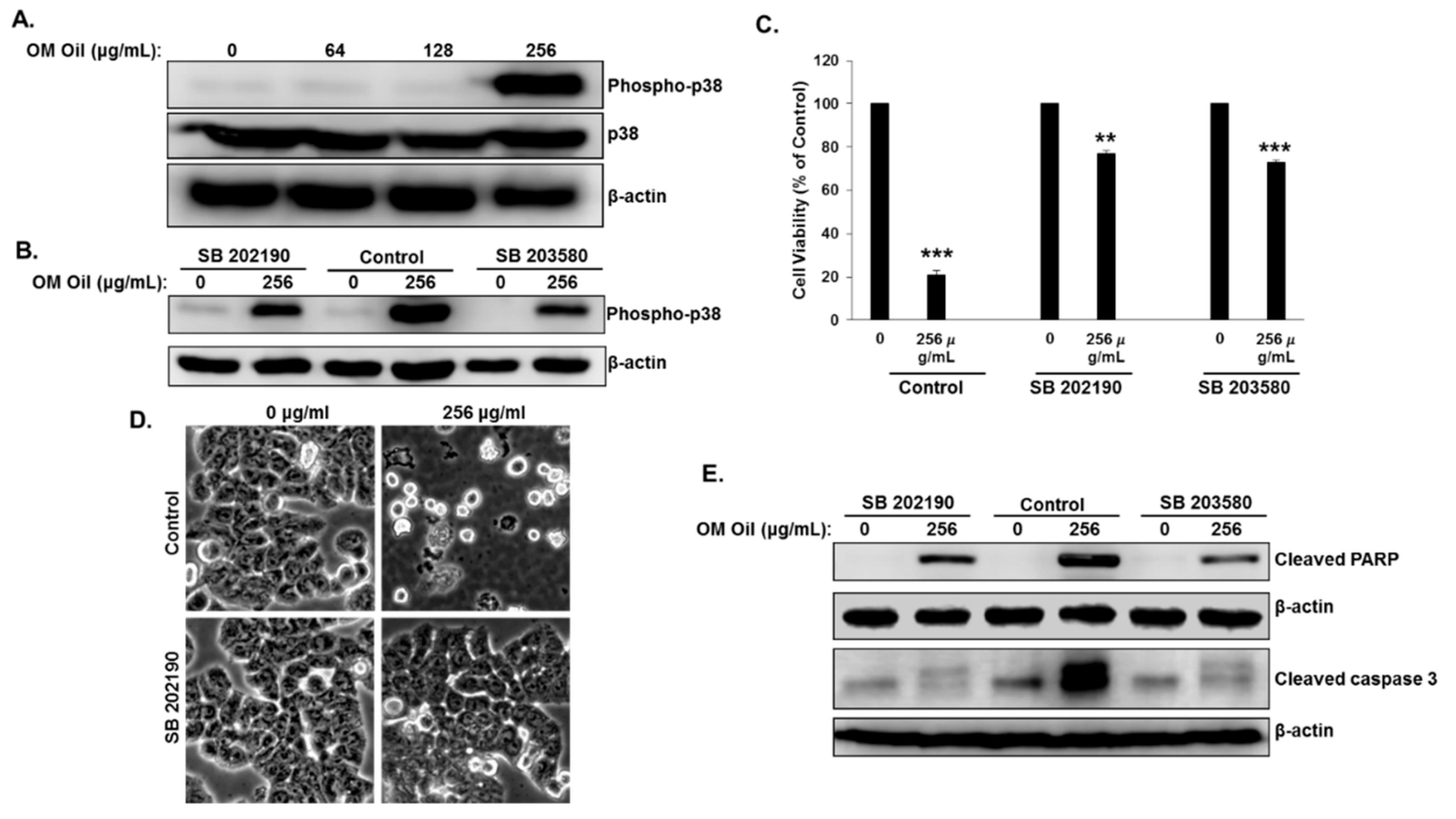 Biomolecules 10 00412 g006