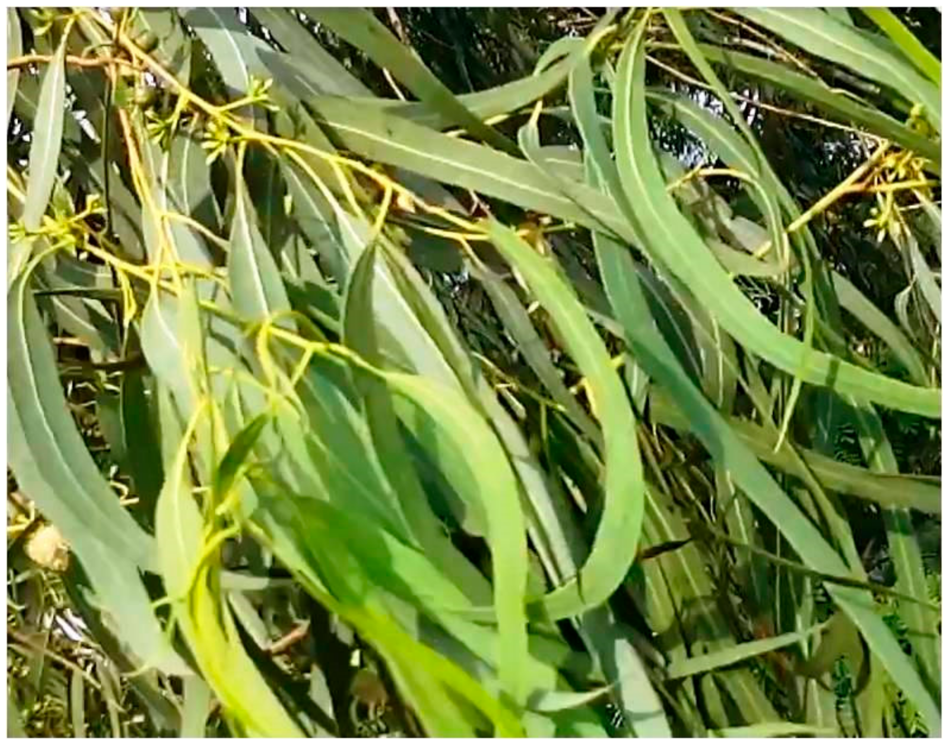 Biomolecules 10 00425 g001 Biomolecules 10 00425 g001