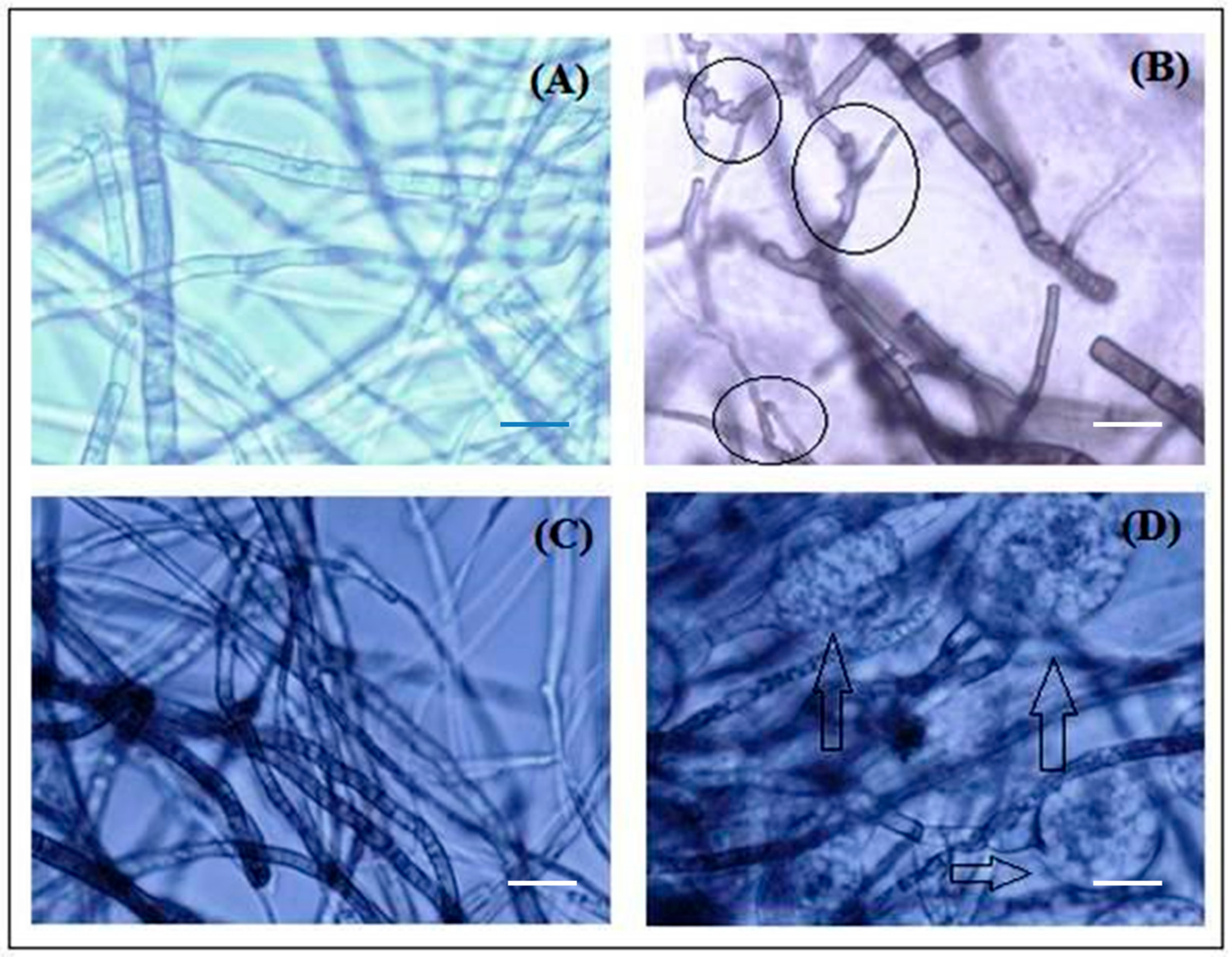 Biomolecules 10 00425 g007 Biomolecules 10 00425 g007