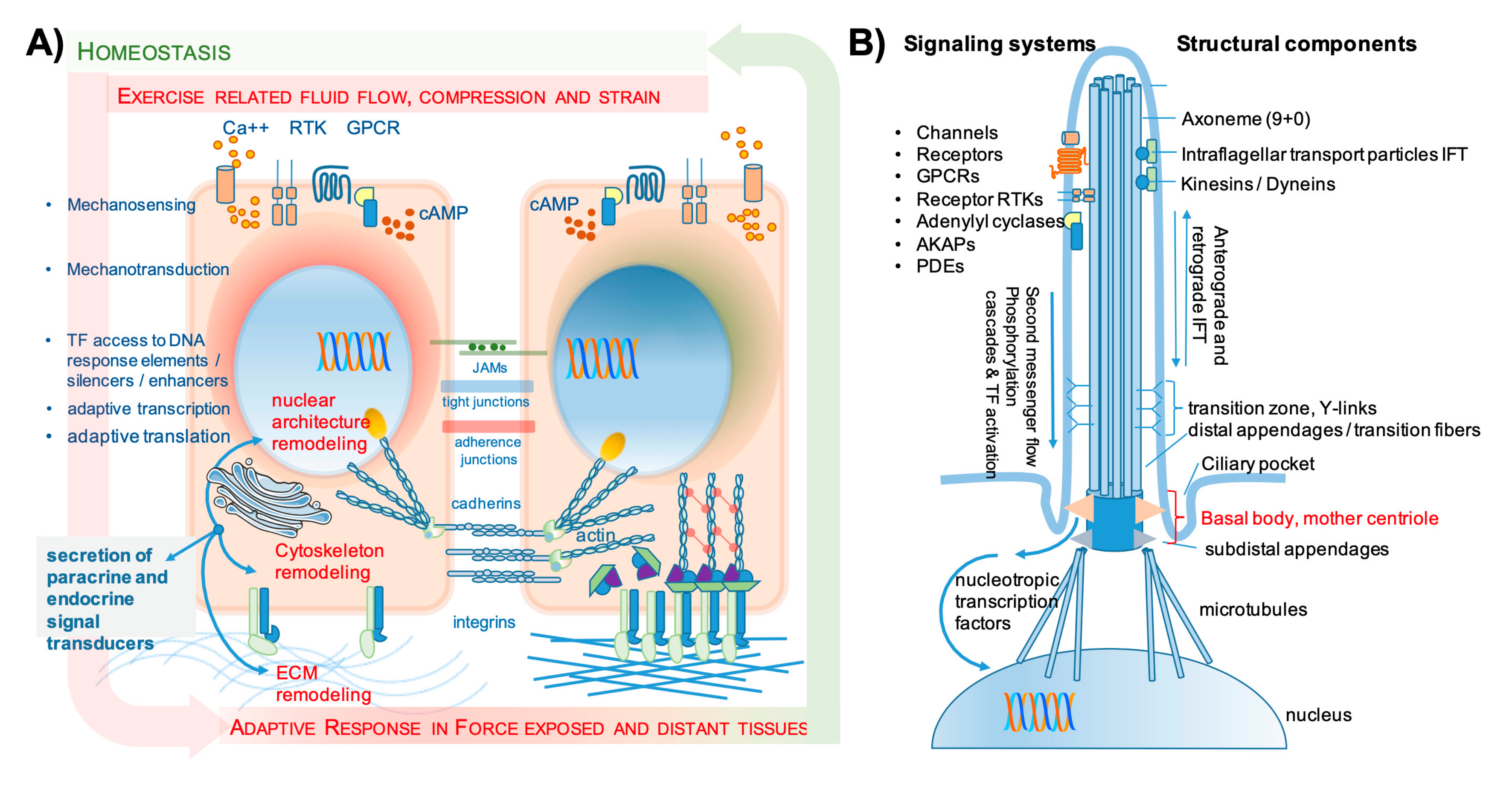 Biomolecules 10 00432 g002a Biomolecules 10 00432 g002a