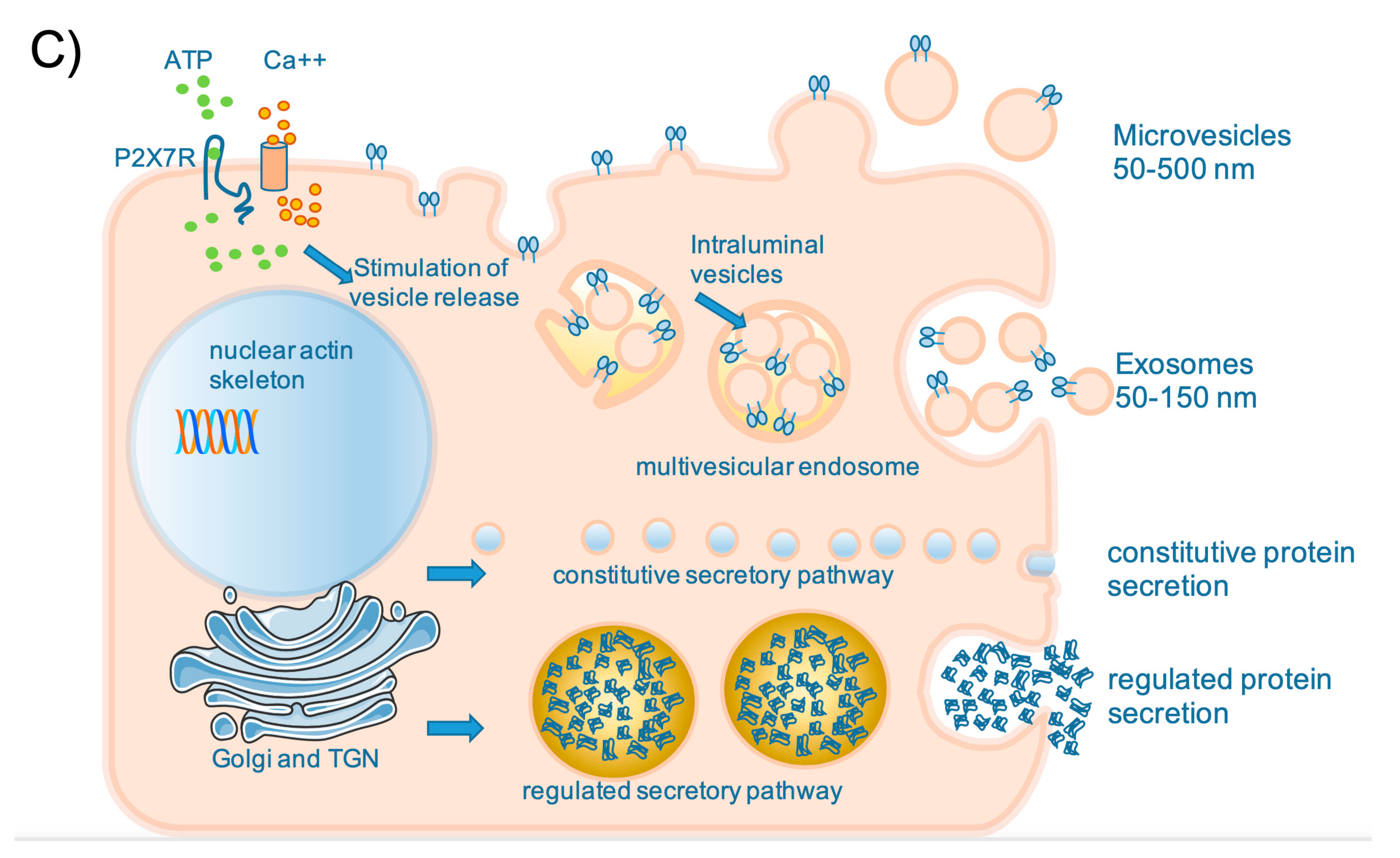 Biomolecules 10 00432 g002b Biomolecules 10 00432 g002b