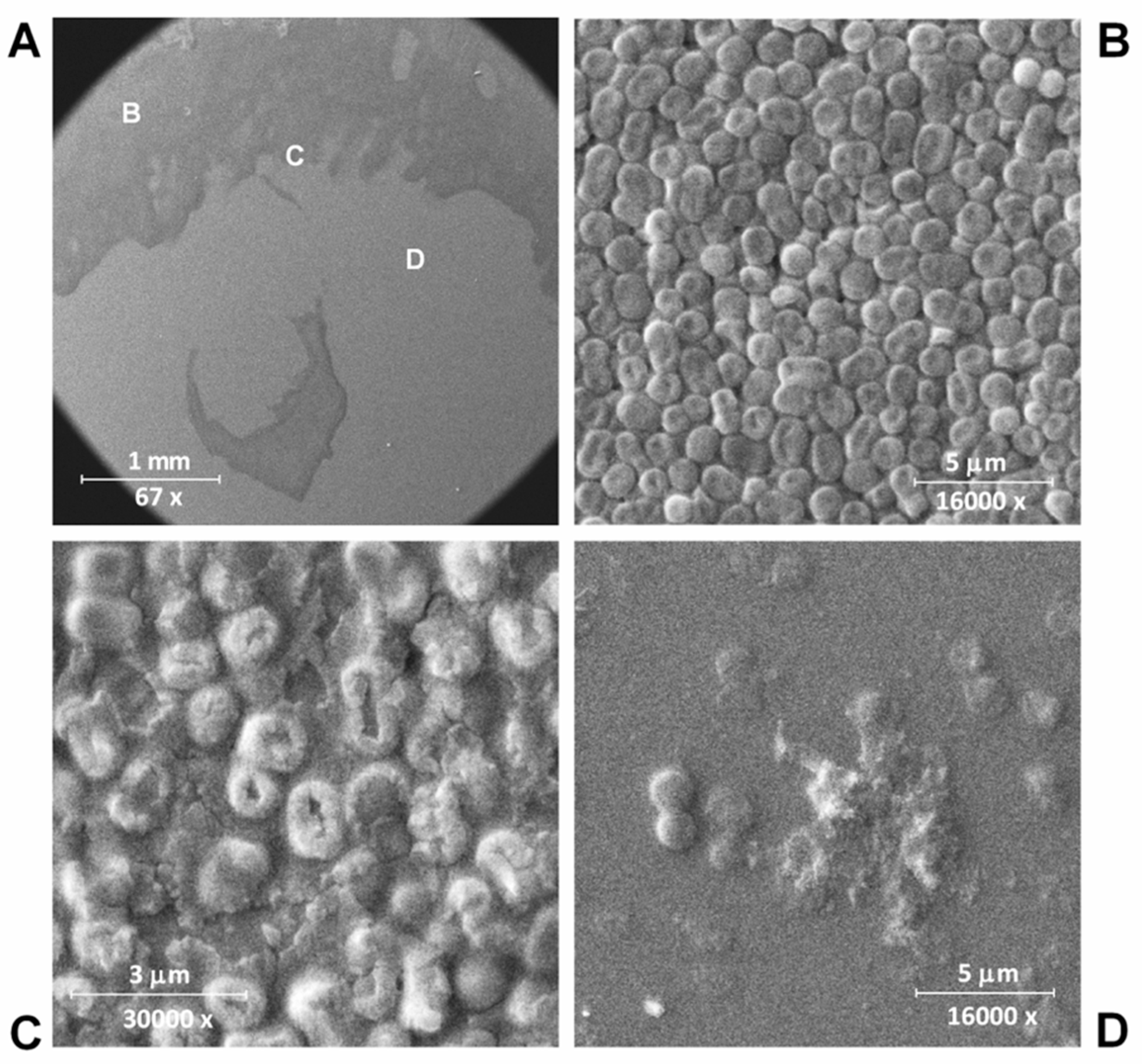 Biomolecules 10 00440 g001