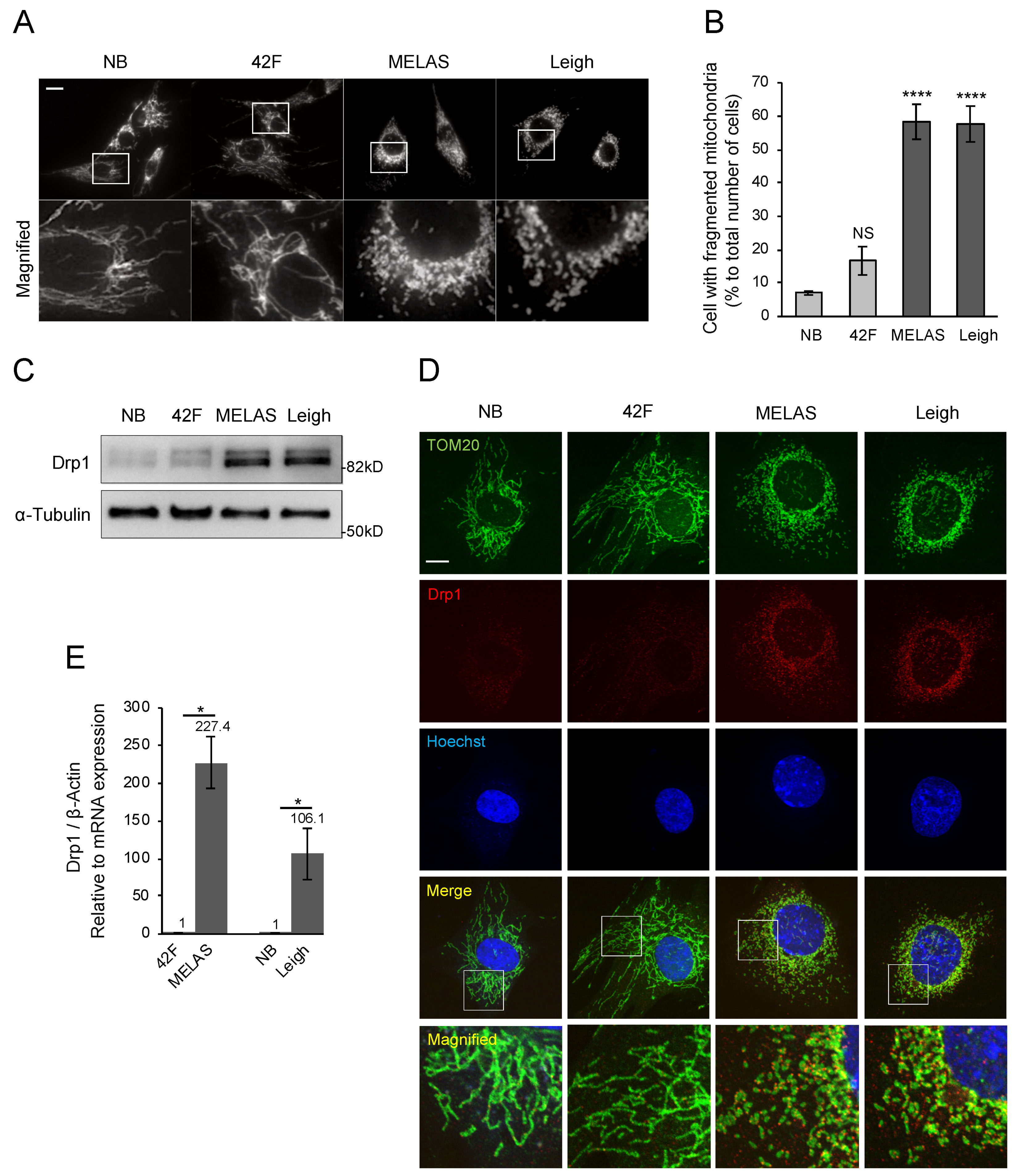 Biomolecules 10 00450 g004 Biomolecules 10 00450 g004