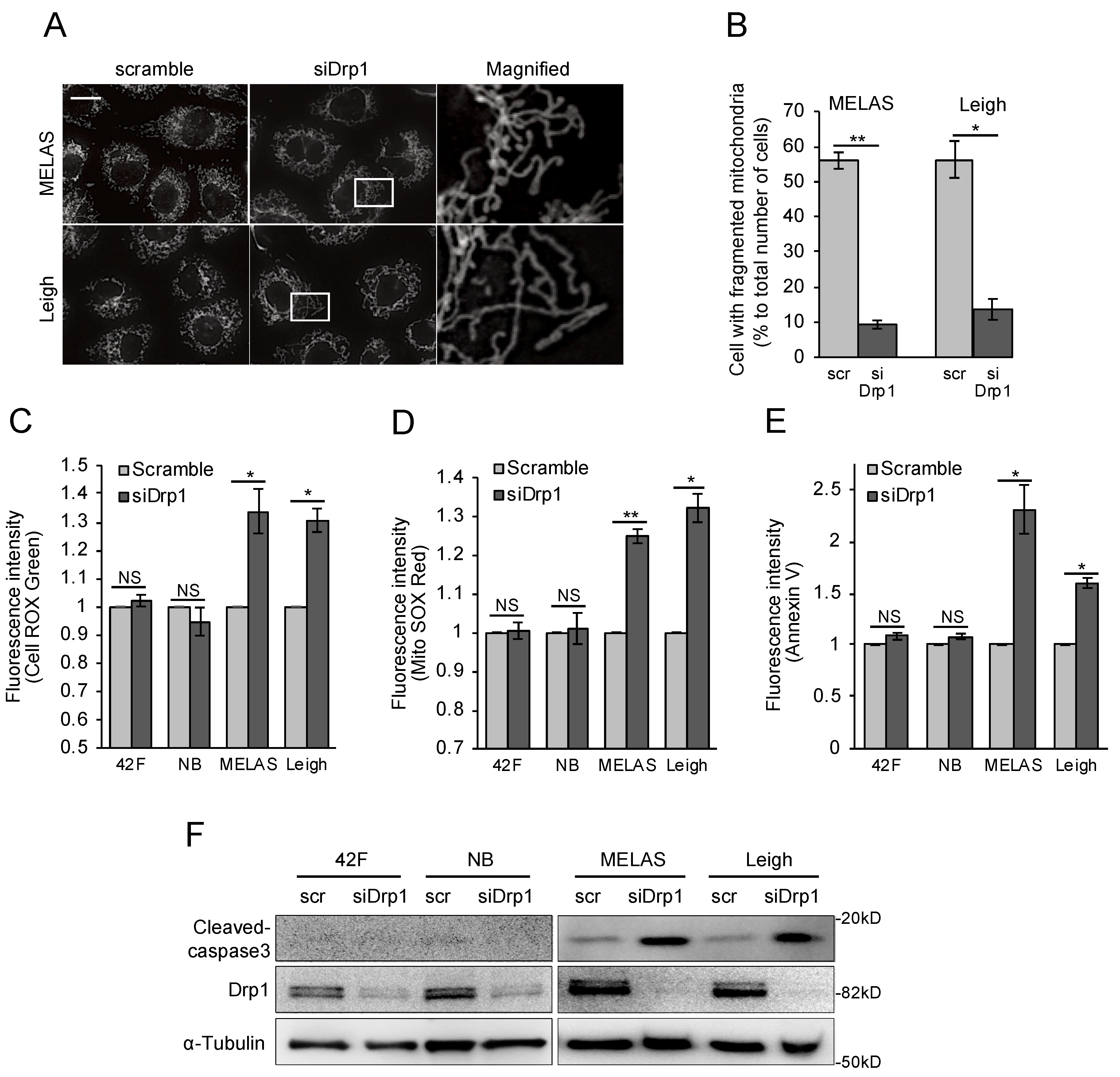 Biomolecules 10 00450 g005 Biomolecules 10 00450 g005