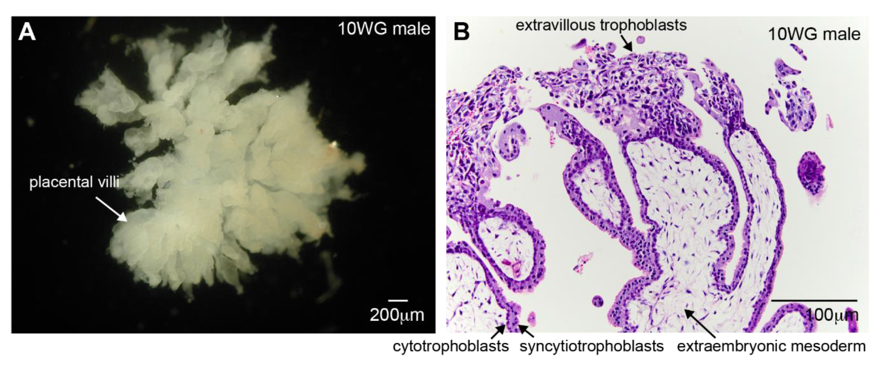 Biomolecules 10 00453 g001 Biomolecules 10 00453 g001