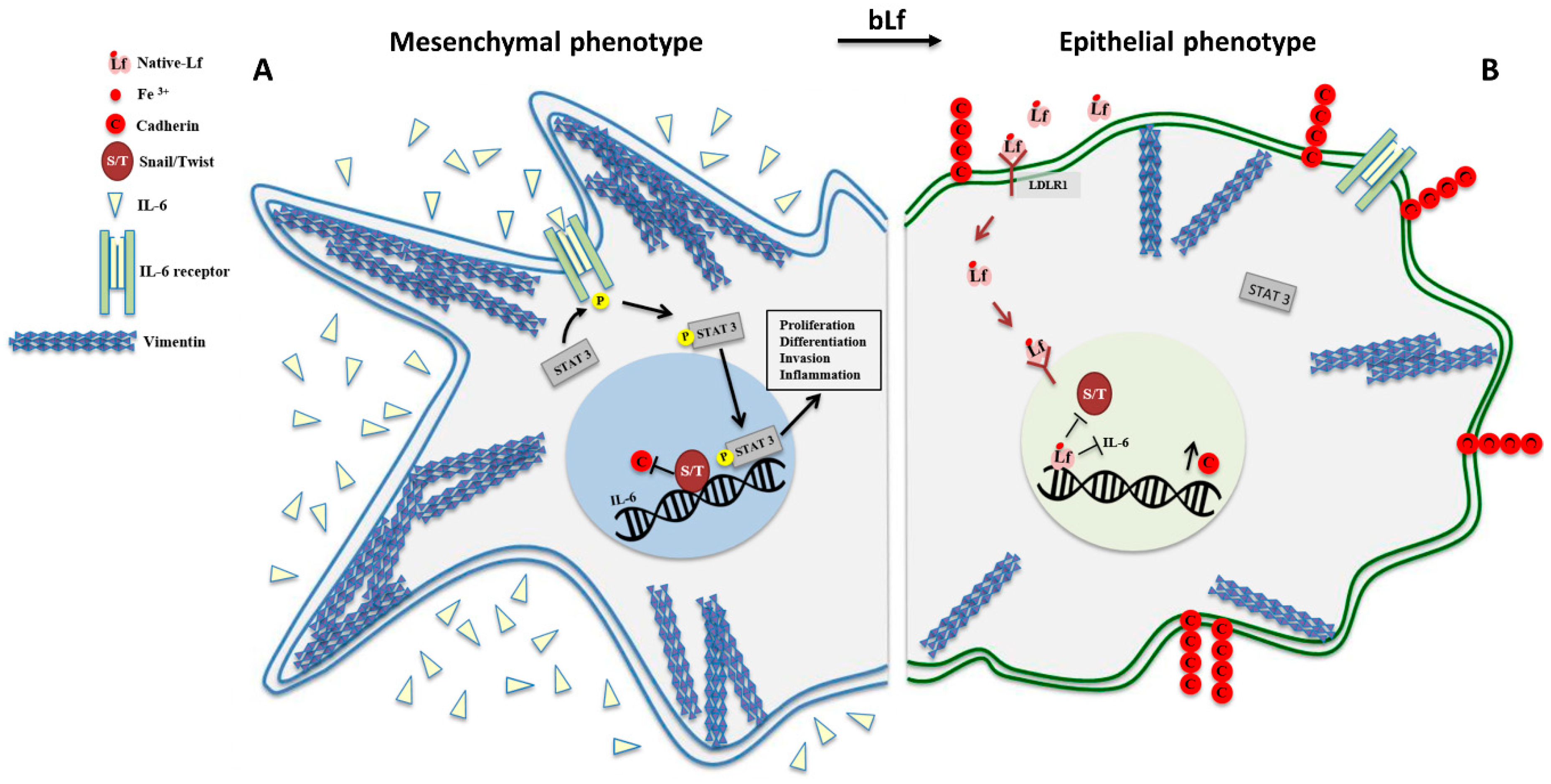 Biomolecules 10 00456 g002 Biomolecules 10 00456 g002