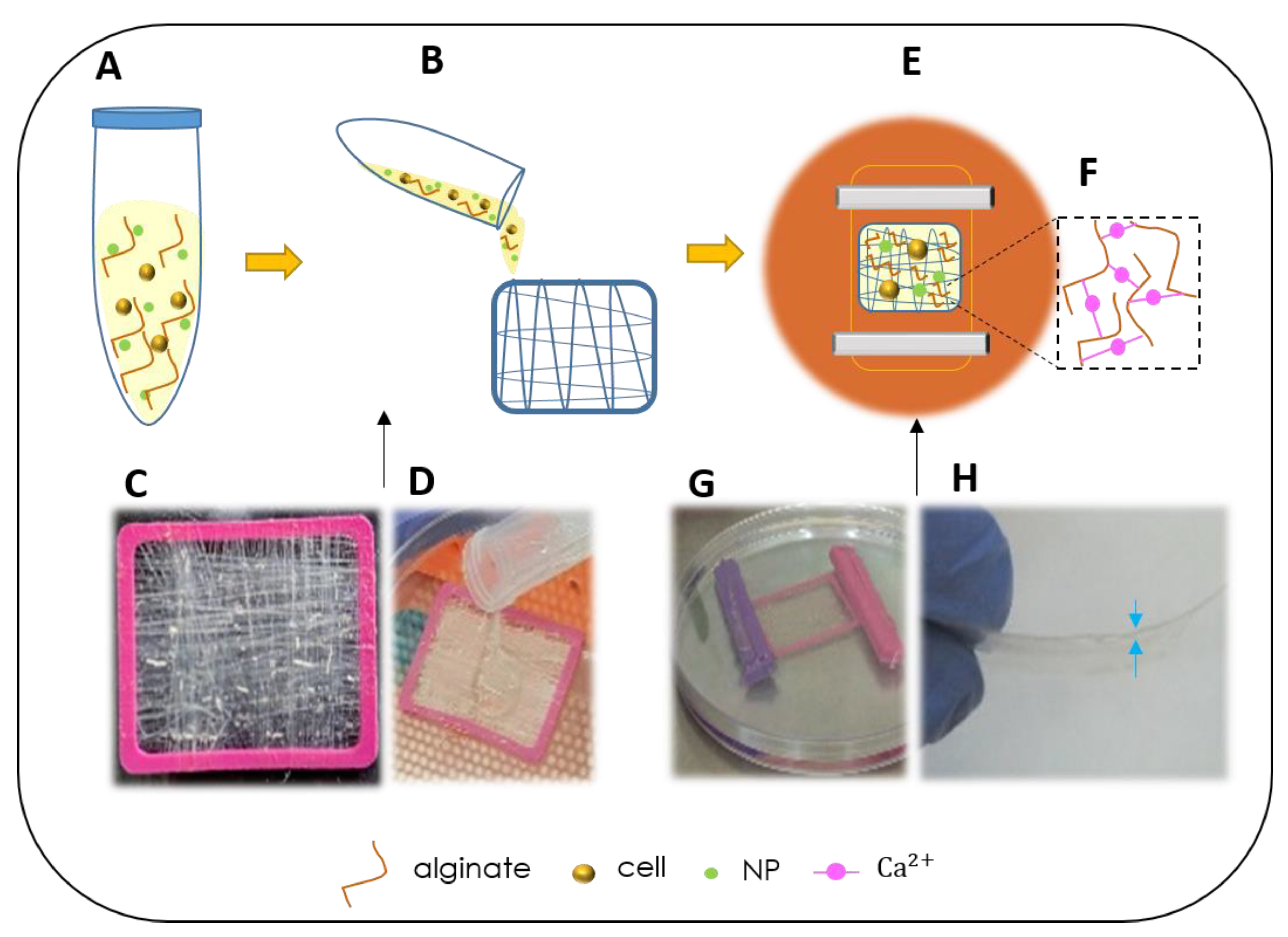 Biomolecules 10 00458 g001