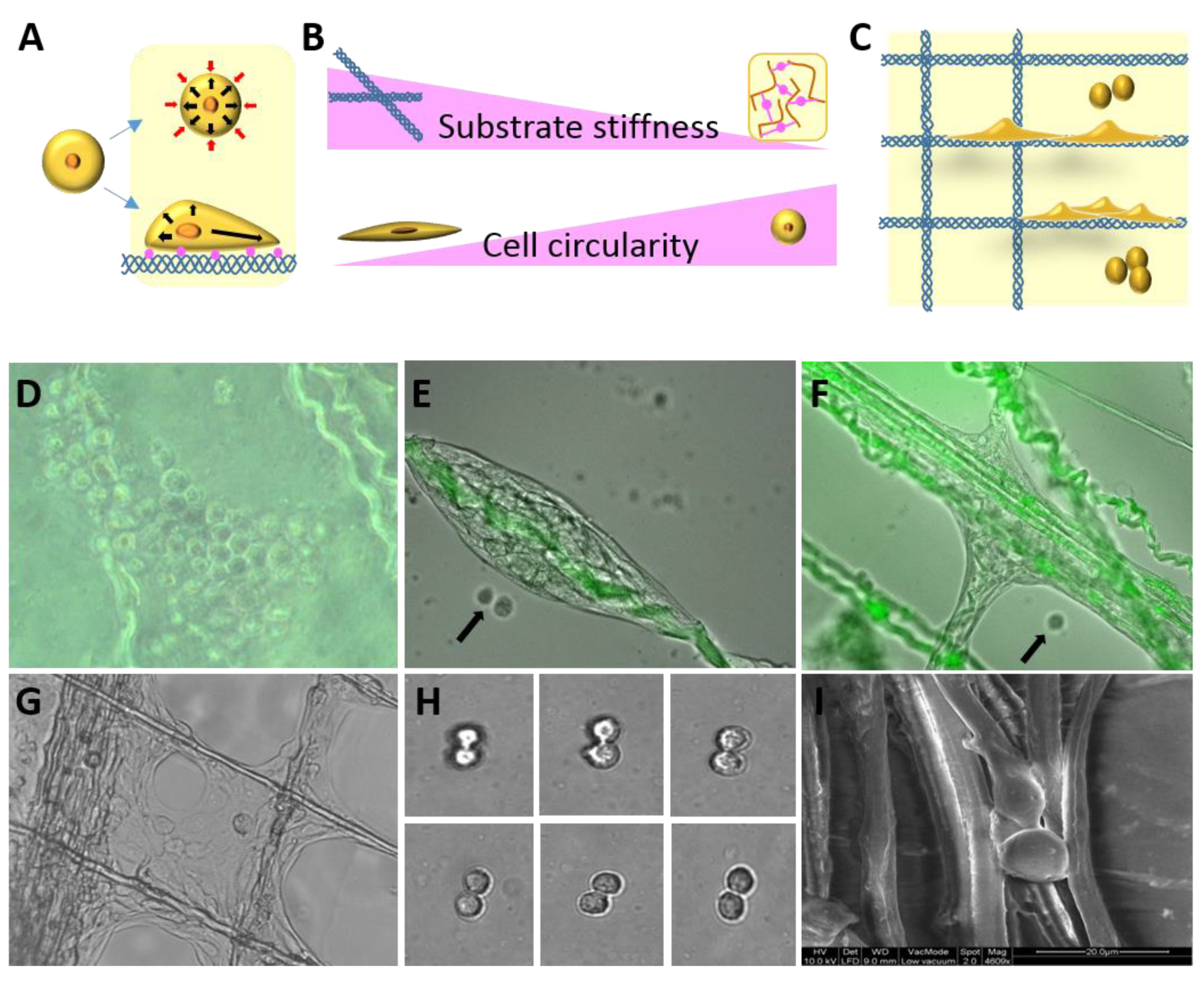 Biomolecules 10 00458 g002