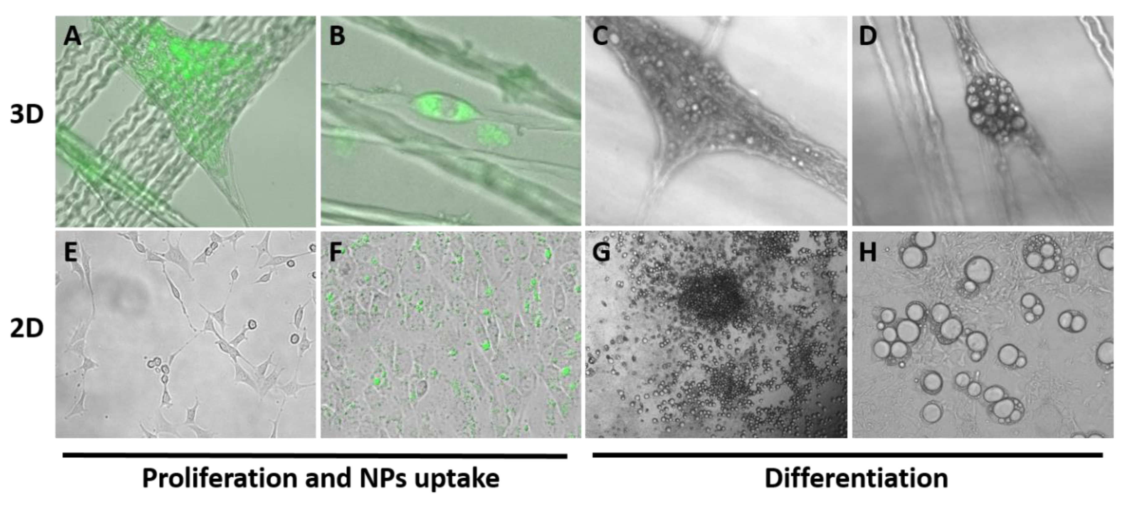 Biomolecules 10 00458 g004