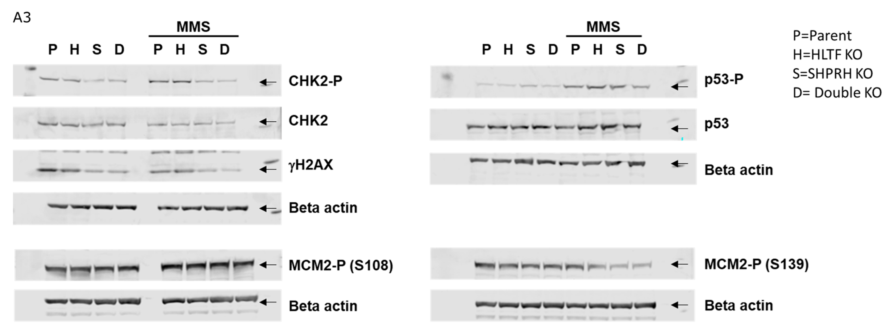 Biomolecules 10 00463 g0a3 Biomolecules 10 00463 g0a3