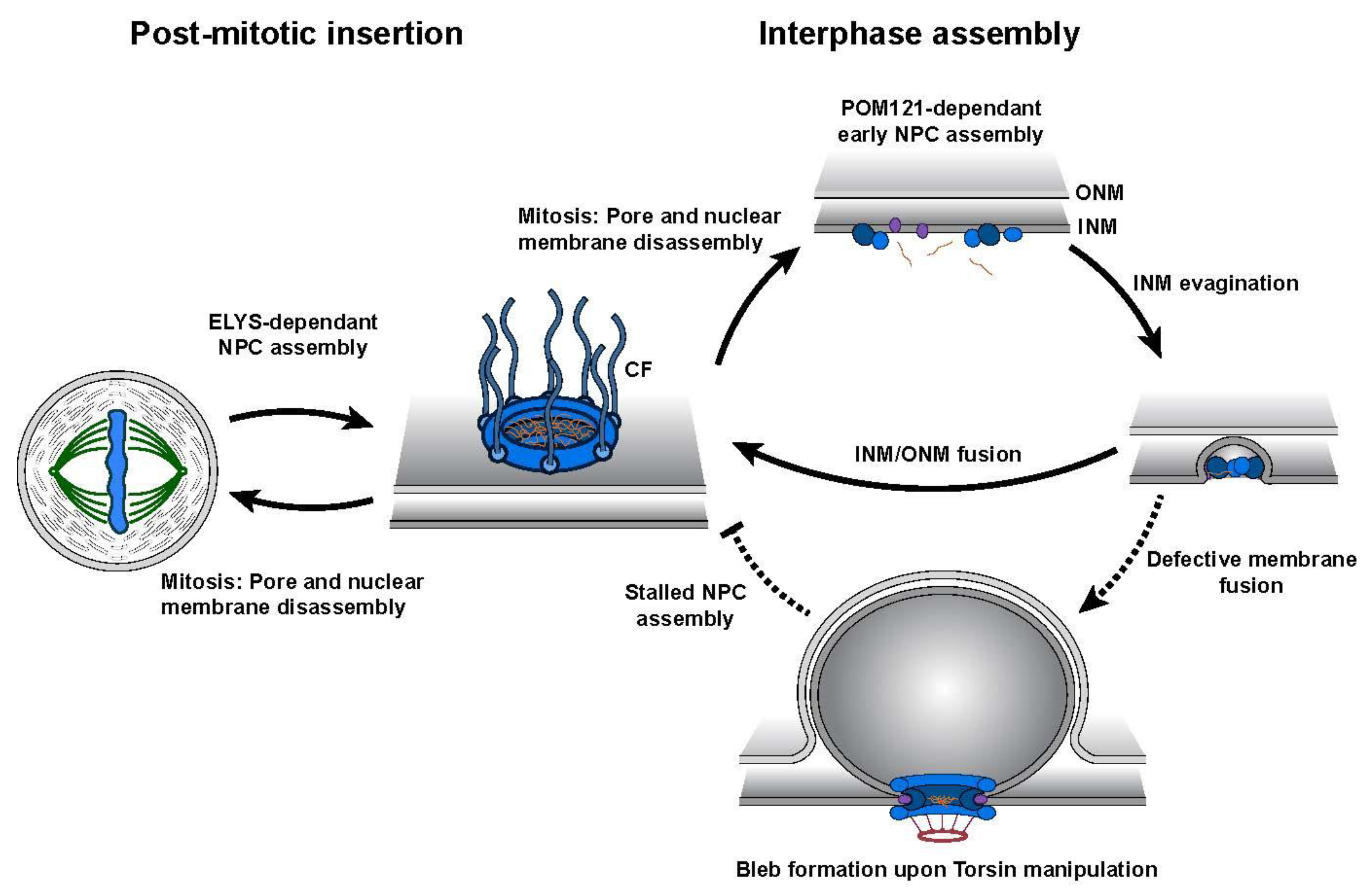 Biomolecules 10 00468 g003