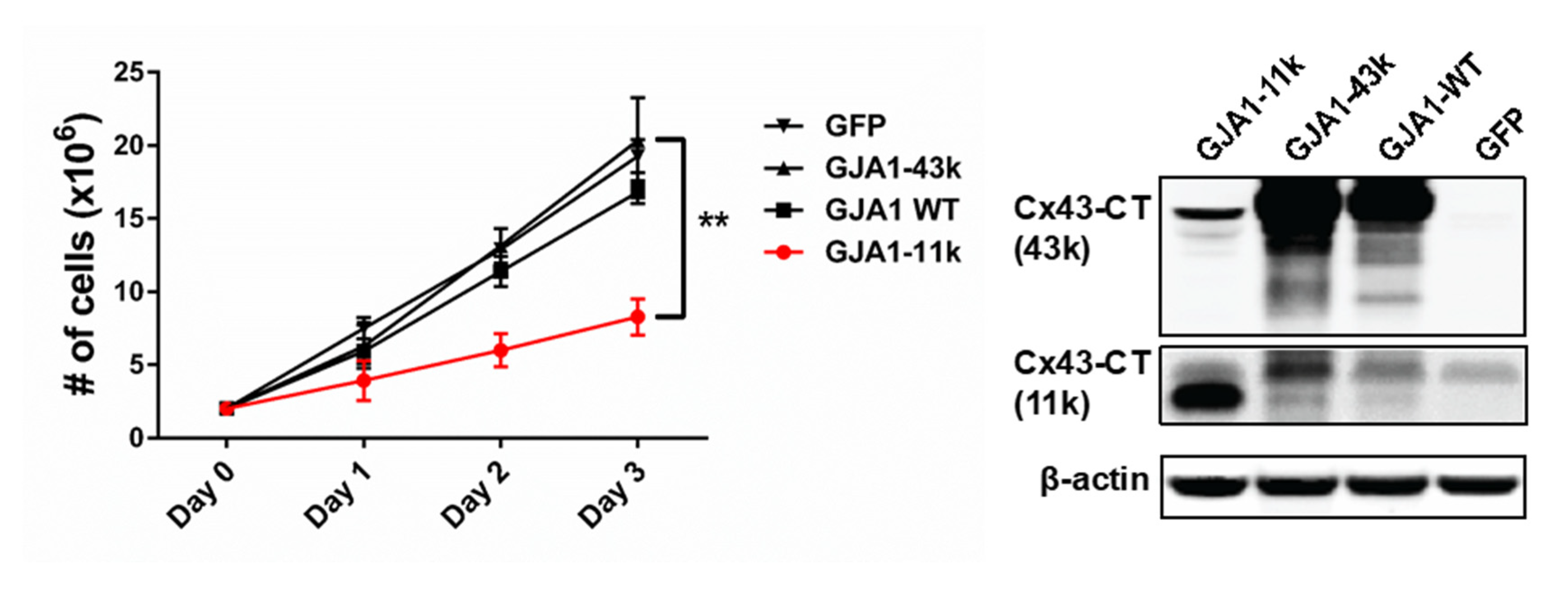 Biomolecules 10 00473 g004 Biomolecules 10 00473 g004