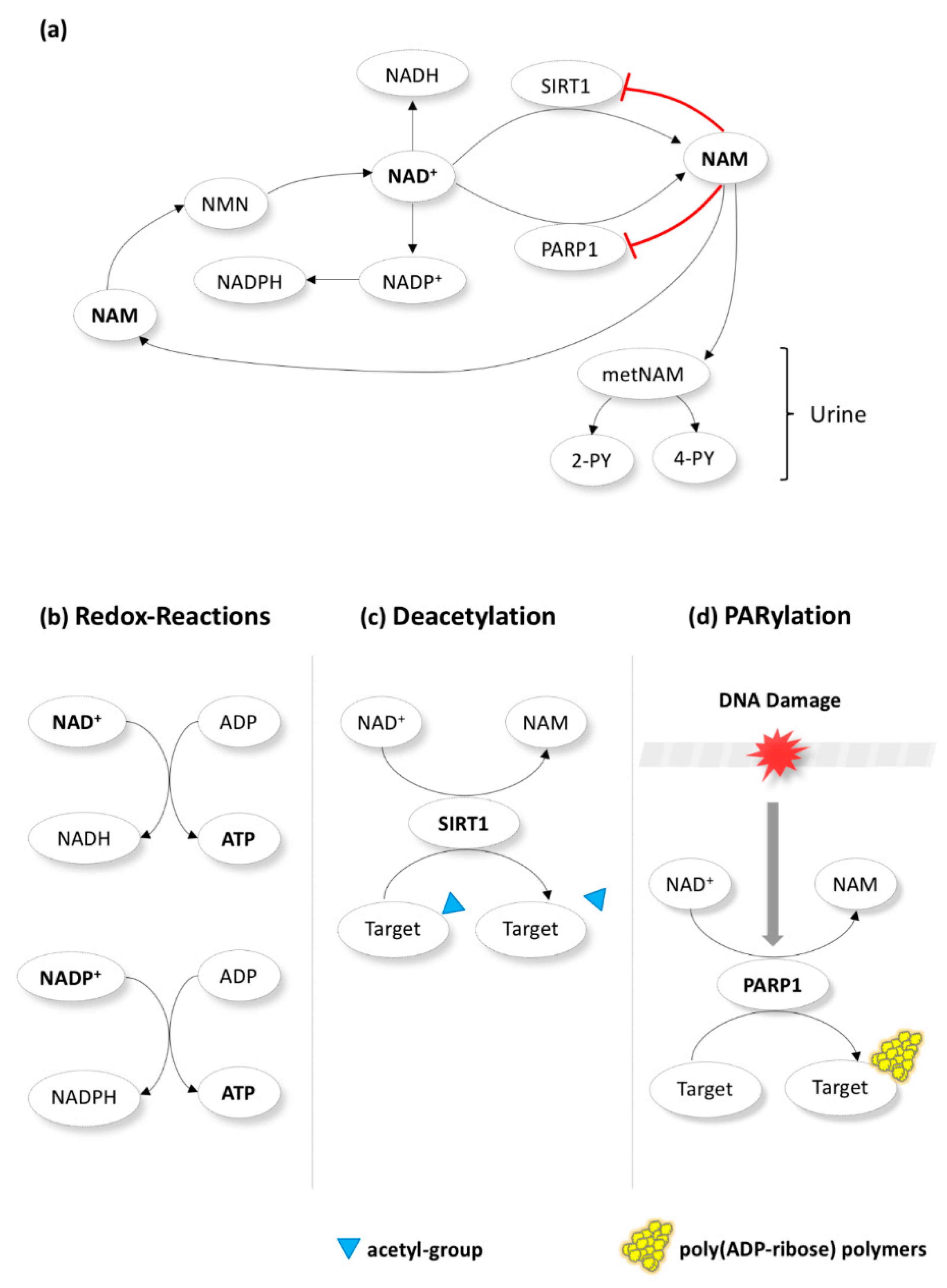 Biomolecules 10 00477 g001 Biomolecules 10 00477 g001